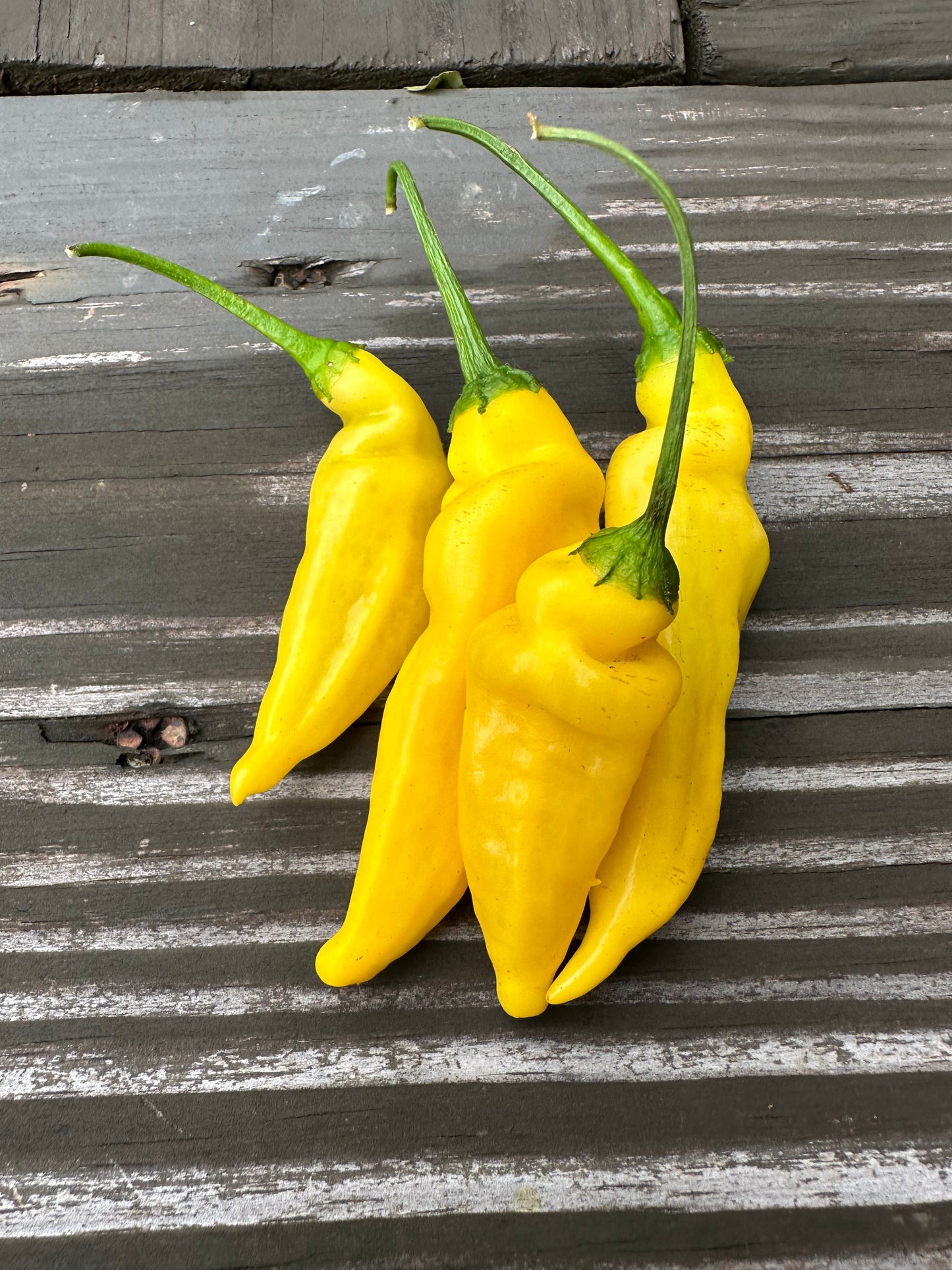 Aji Lemon Drop