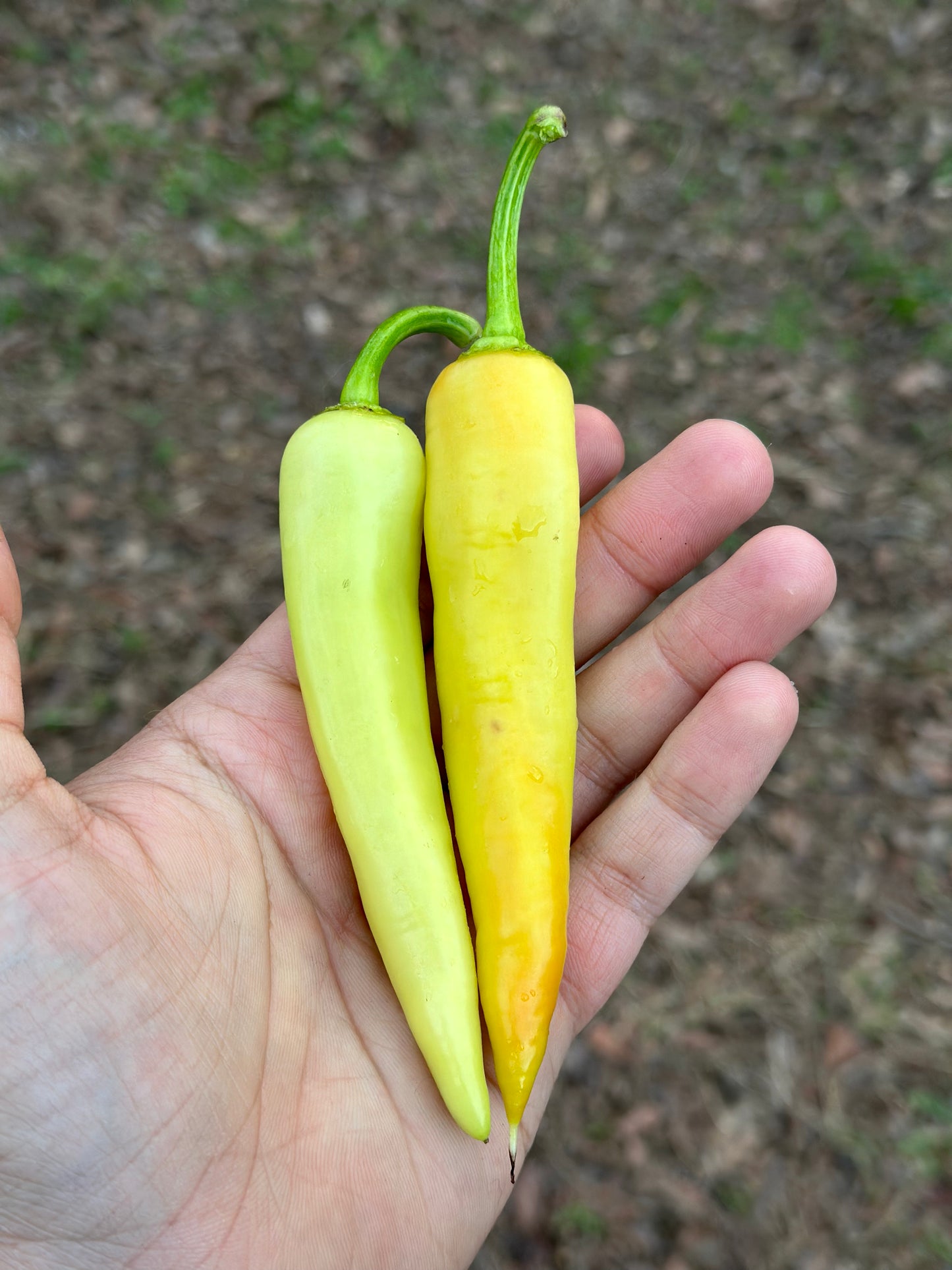 Banana Pepper