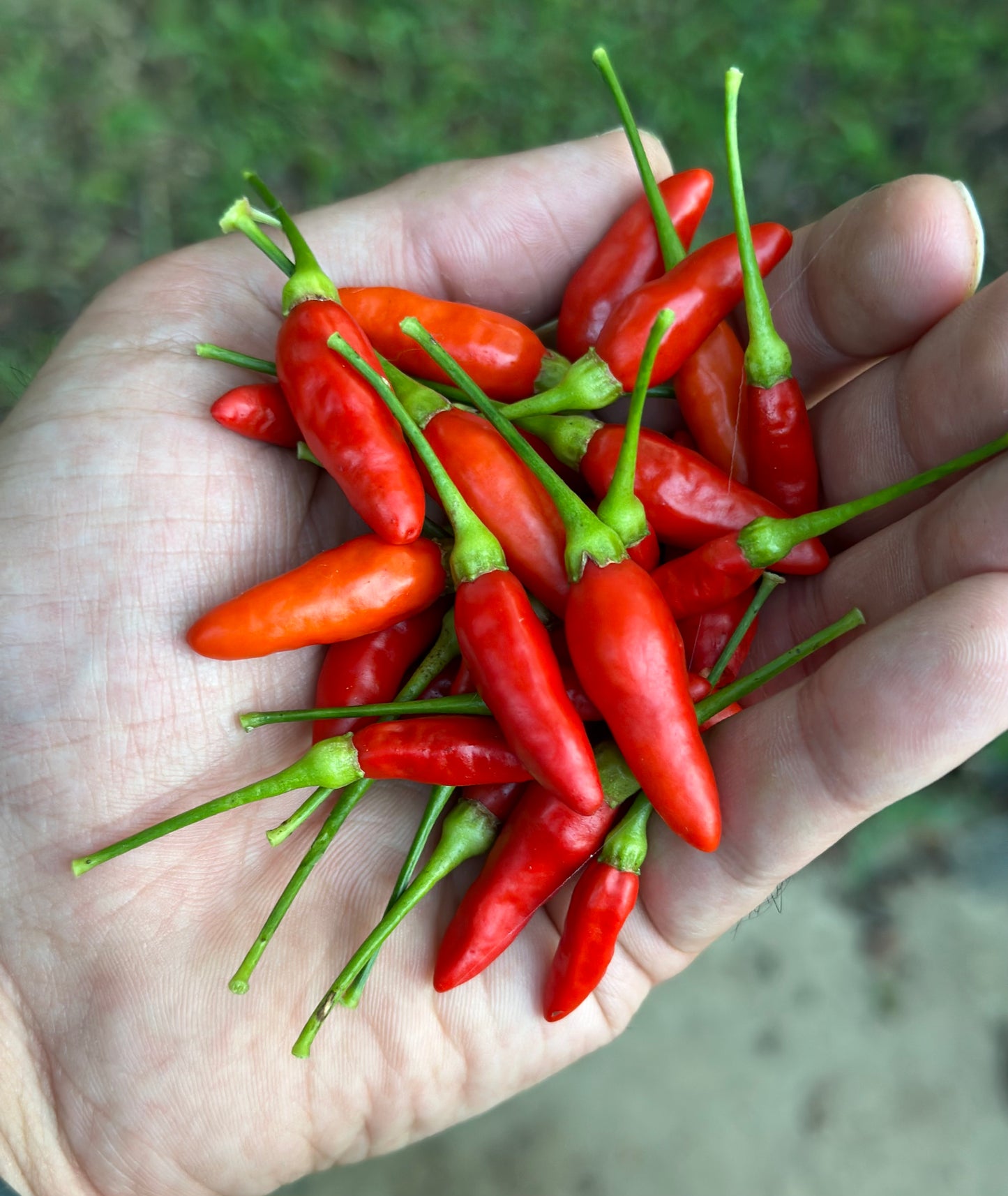 Tabasco