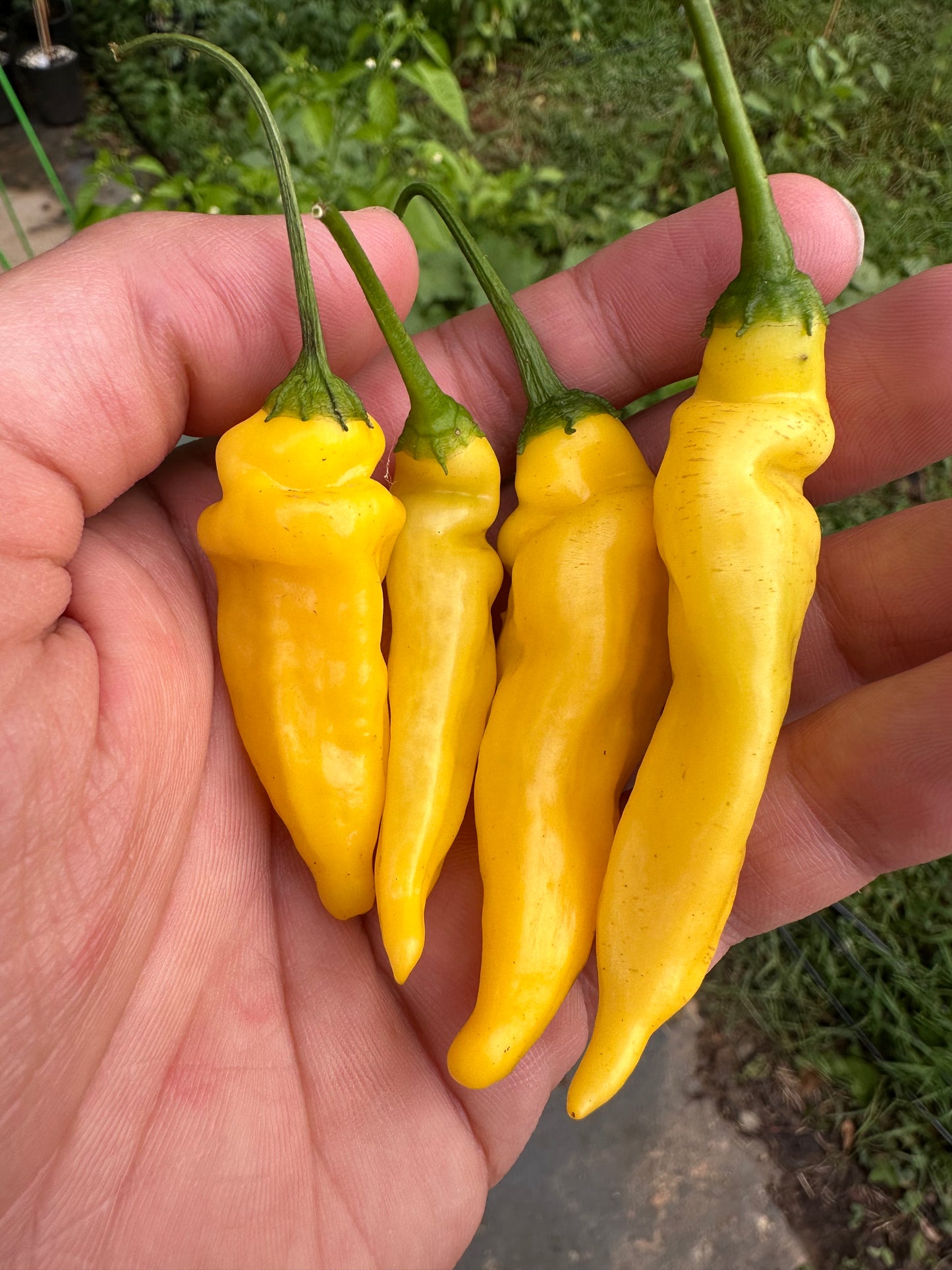 Aji Lemon Drop