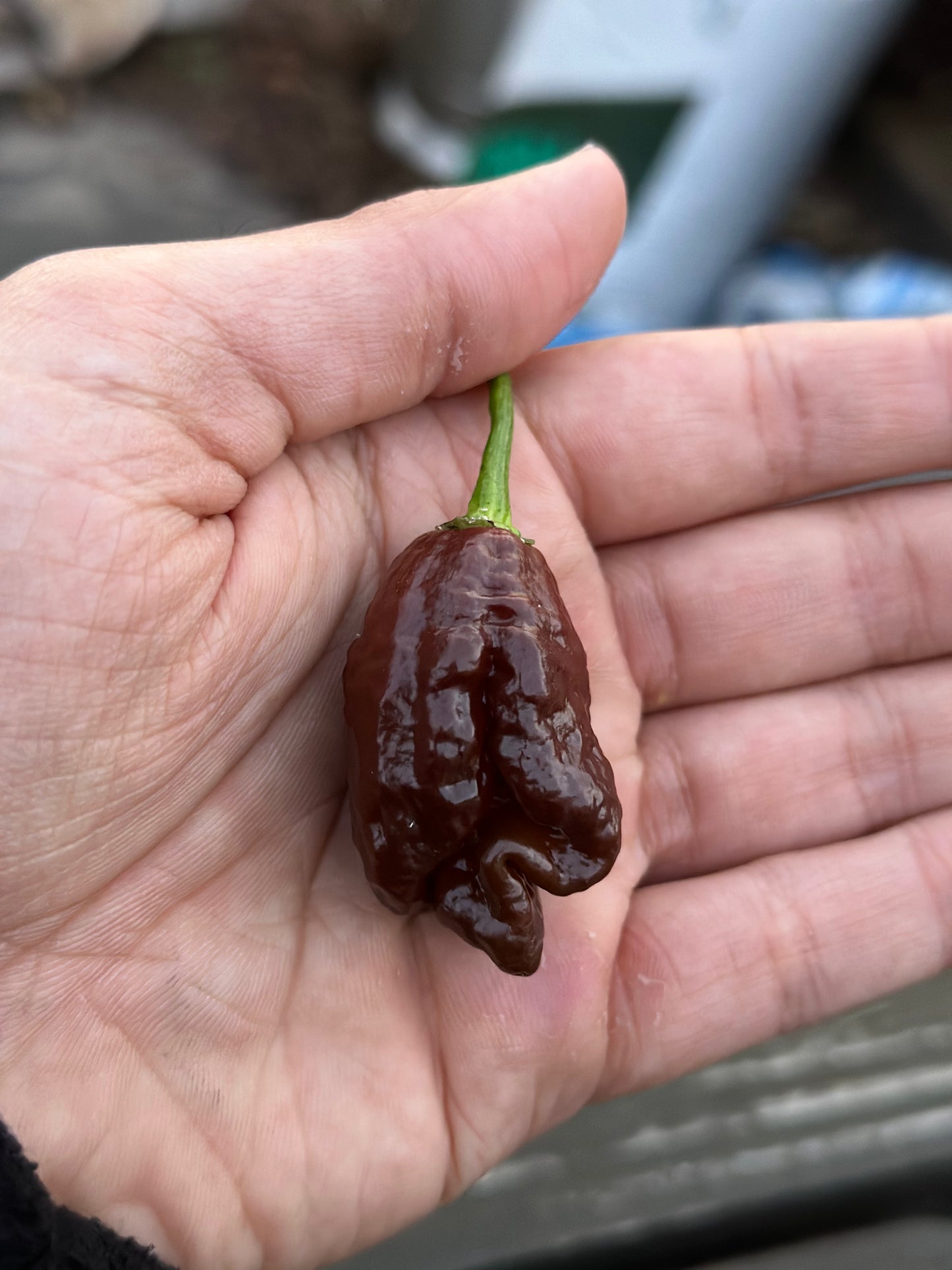 Chocolate Atomic Reaper