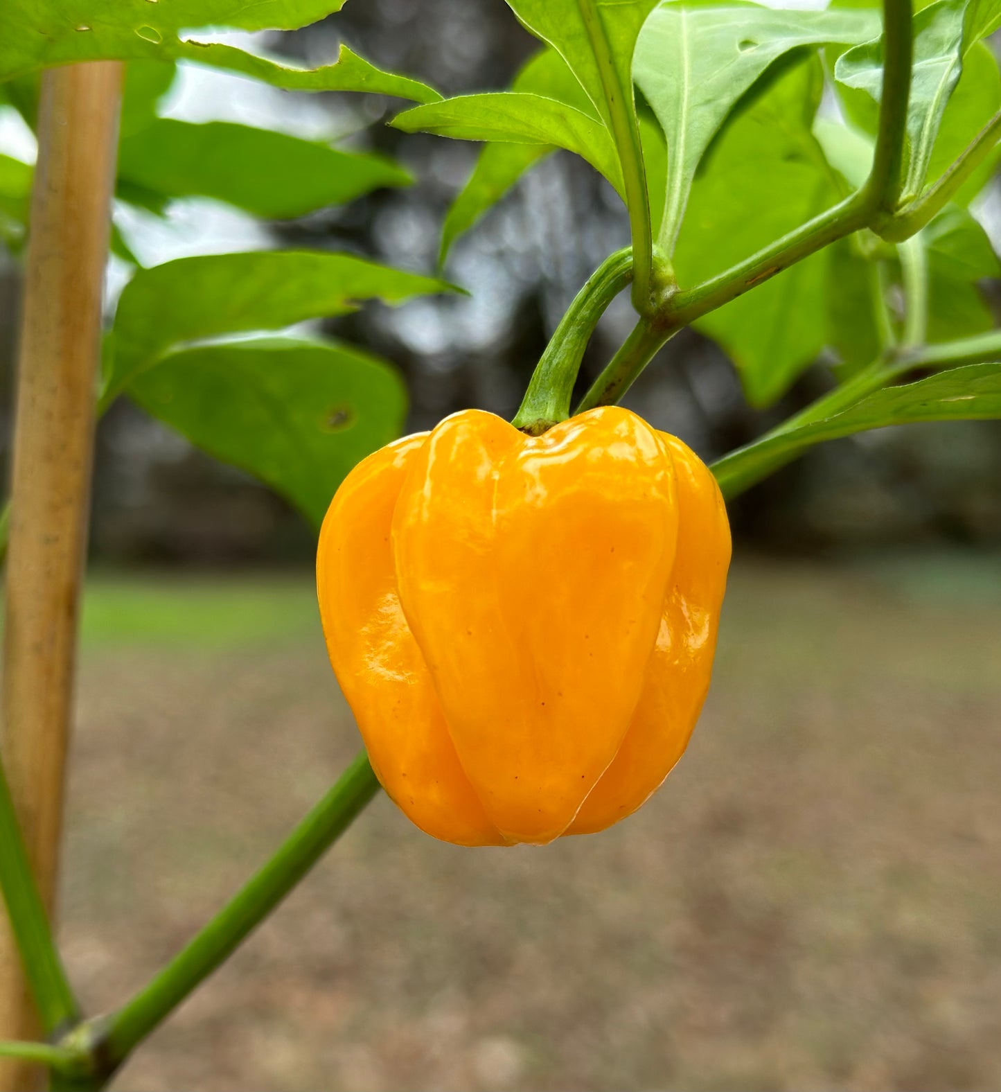 Saint Lucia Scotch Bonnet