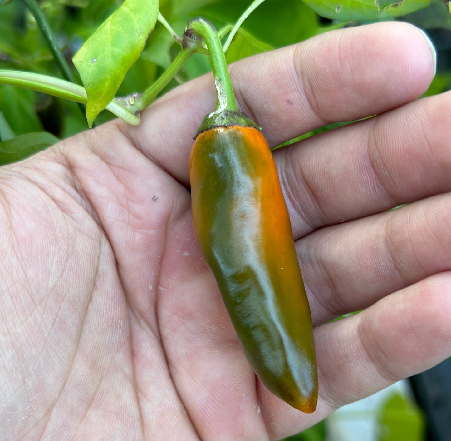 Pippin’s Golden Honey