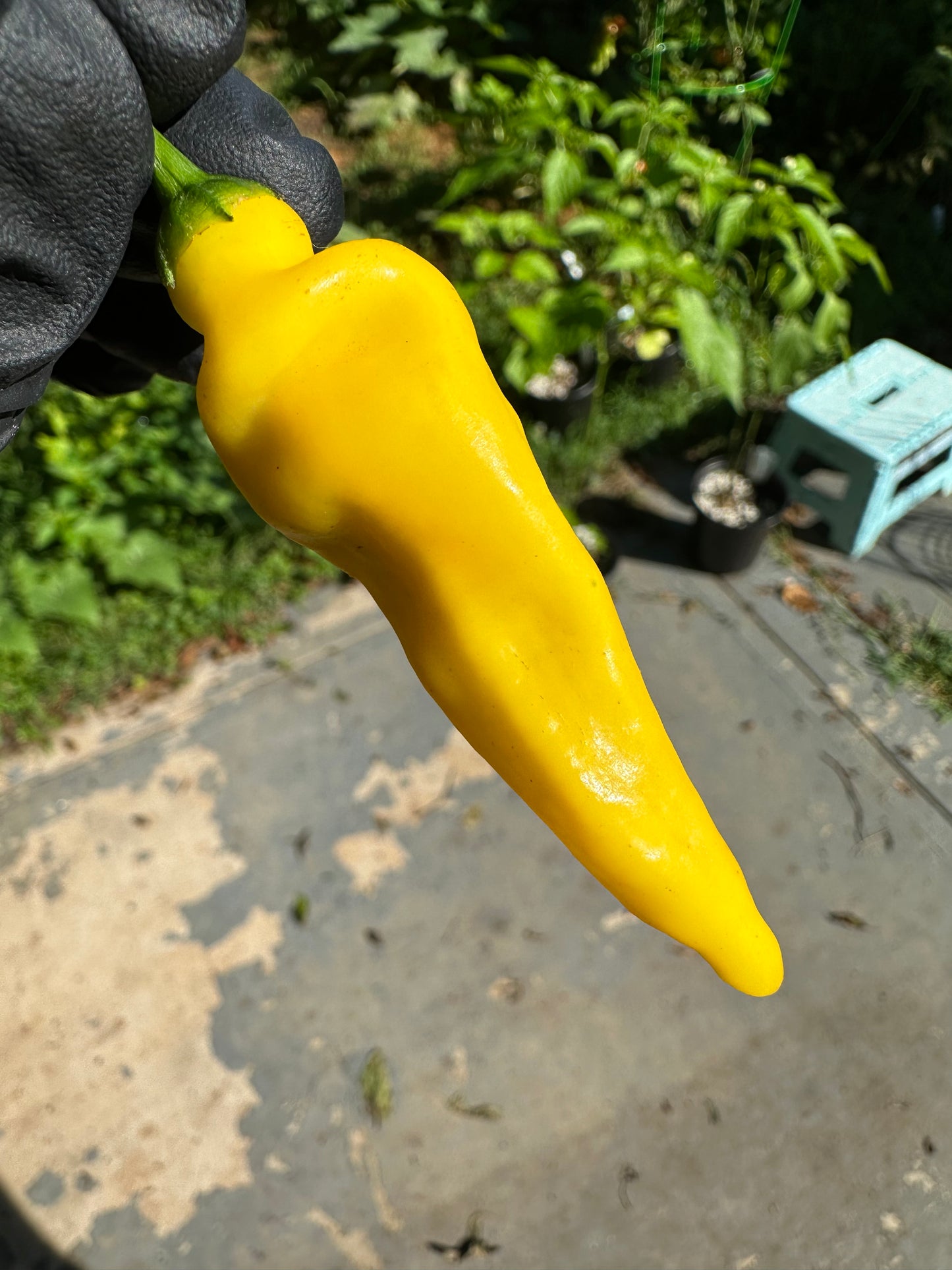 Aji Lemon Drop
