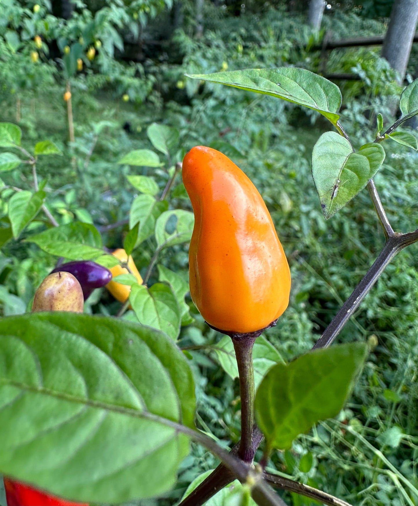 Chinese 5 Color