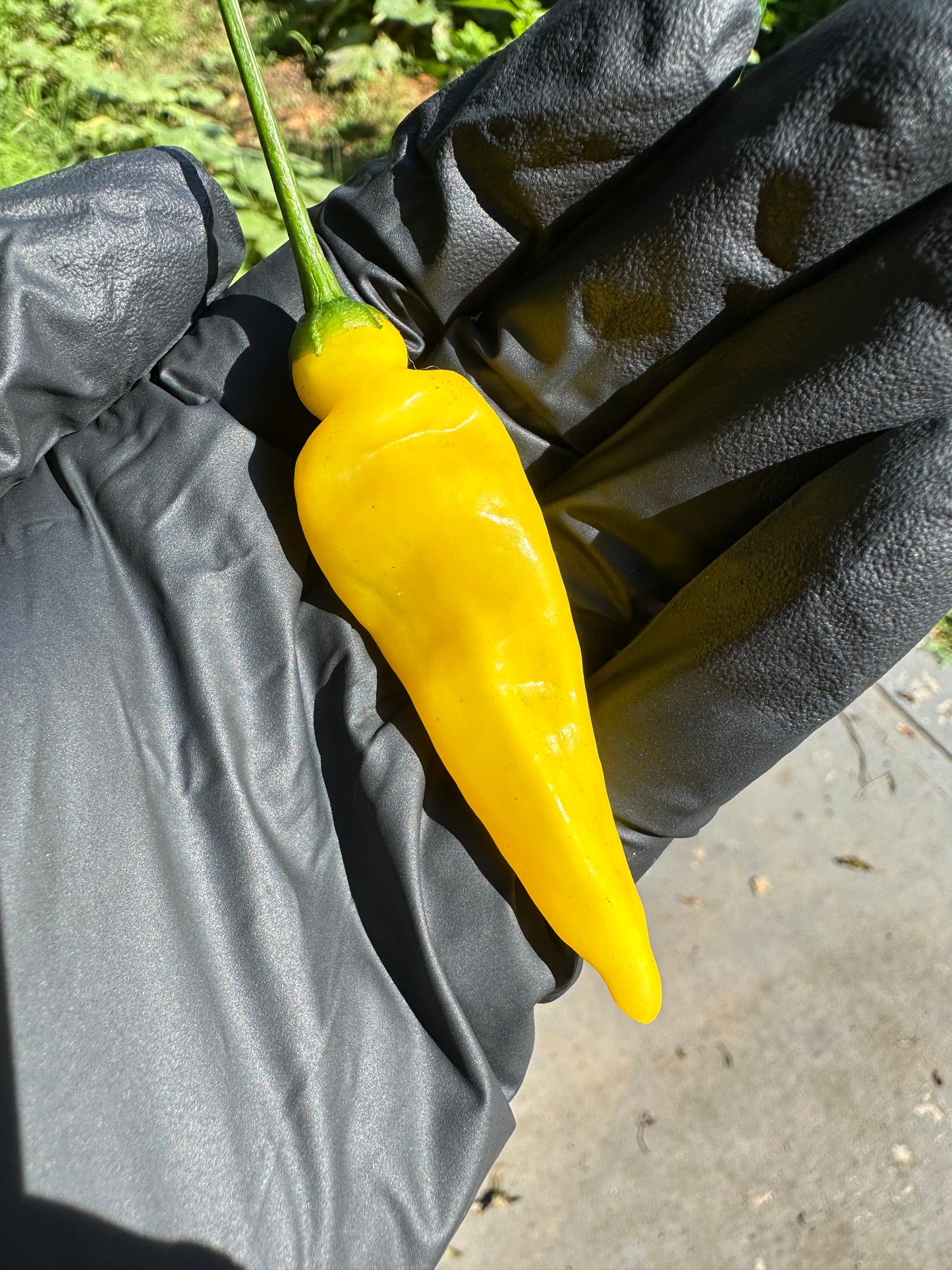Aji Lemon Drop