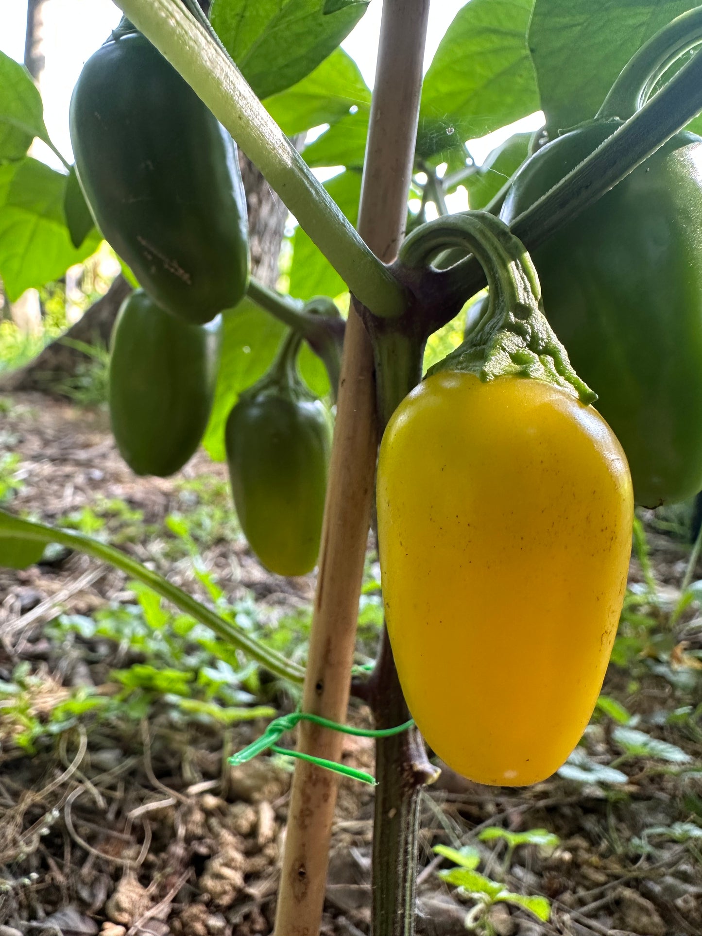 NuMex Lemon Spice Jalapeño