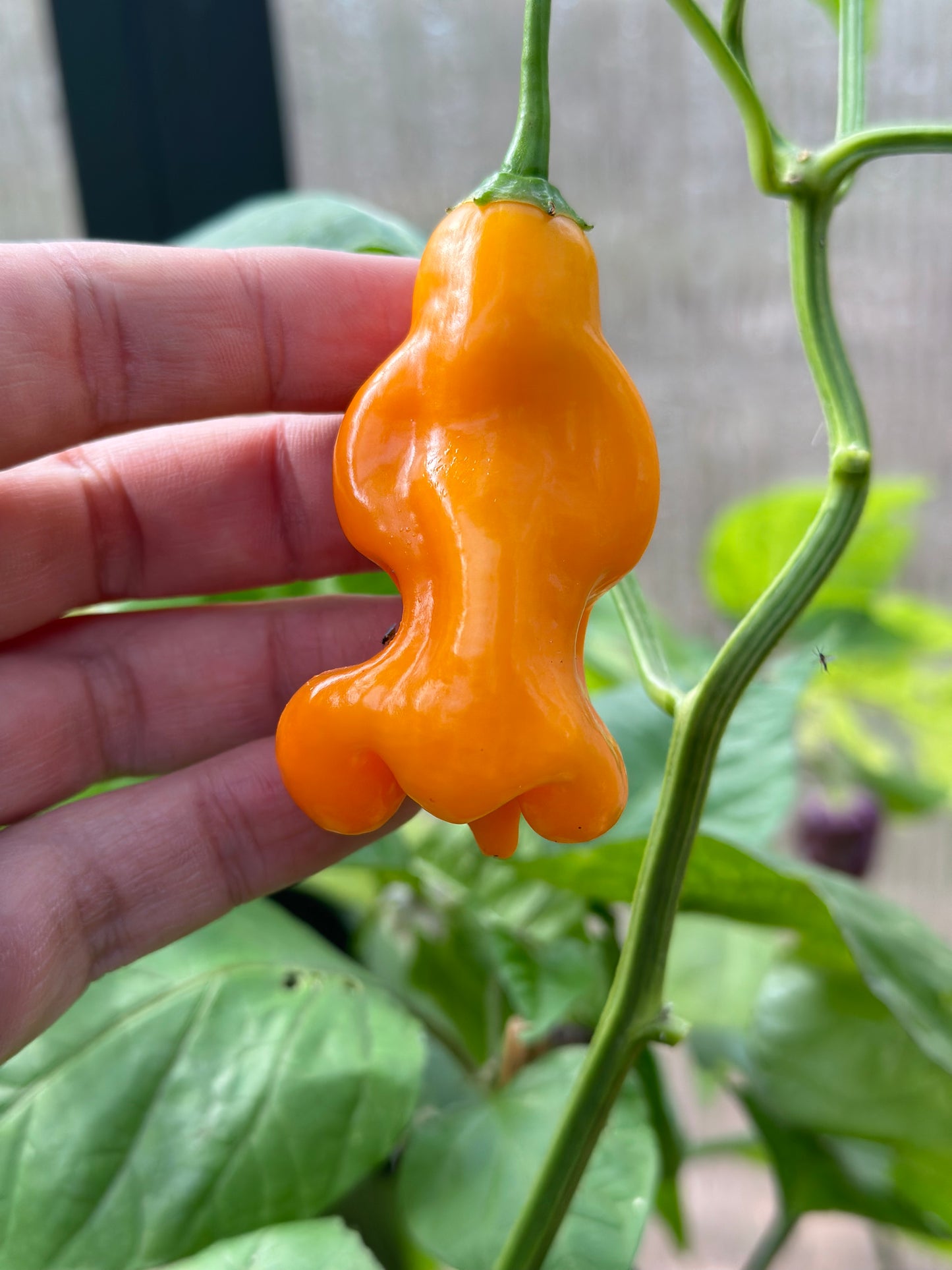 Erotica Orange