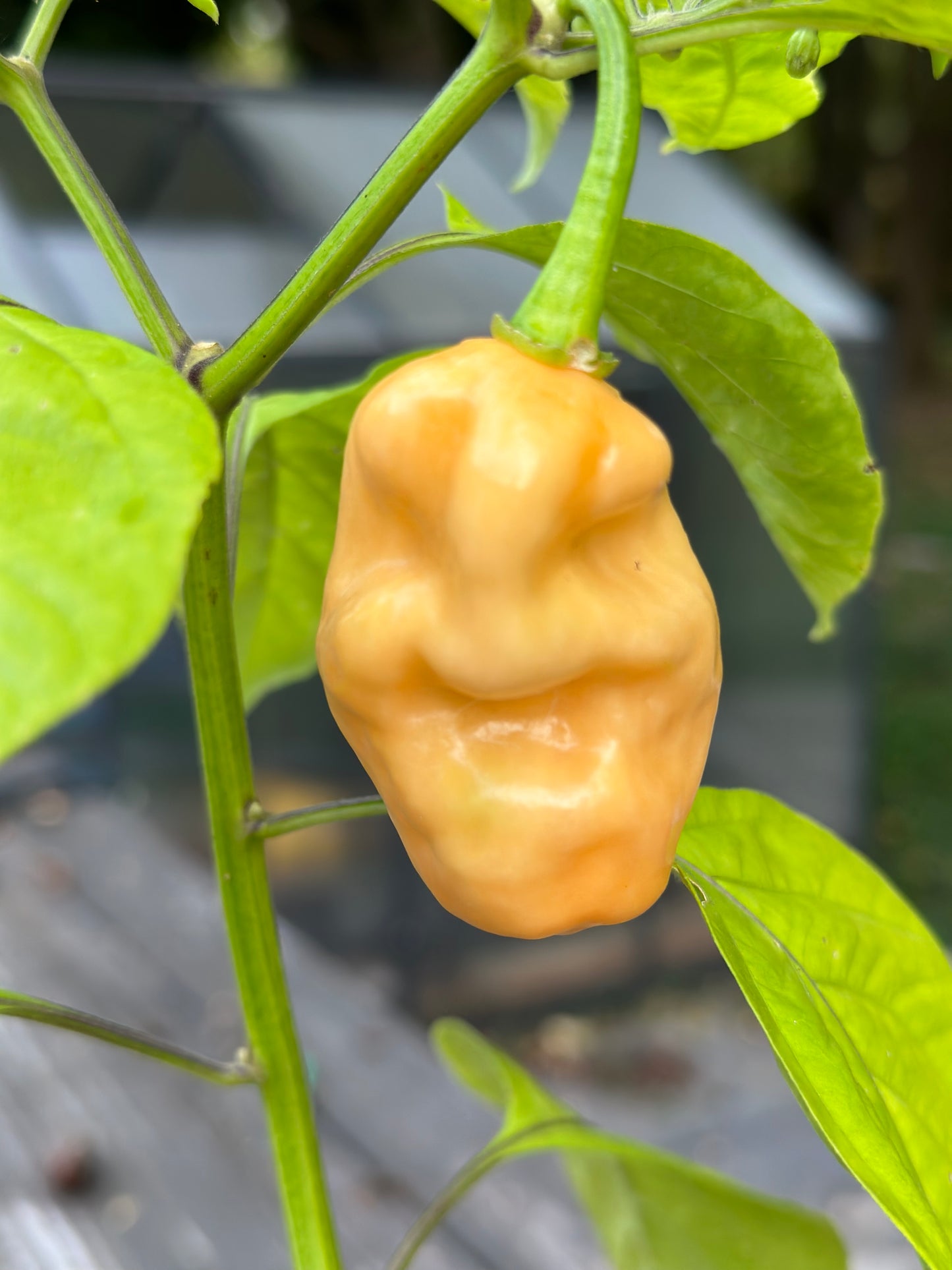 Cotton Candy Scotch Bonnet