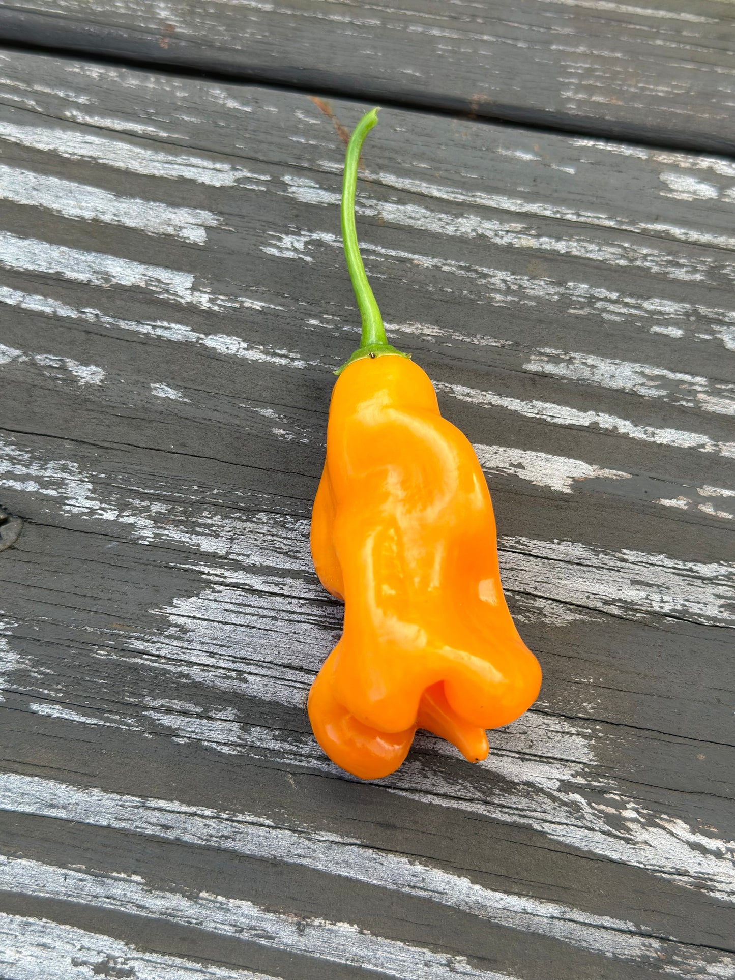 Erotica Orange