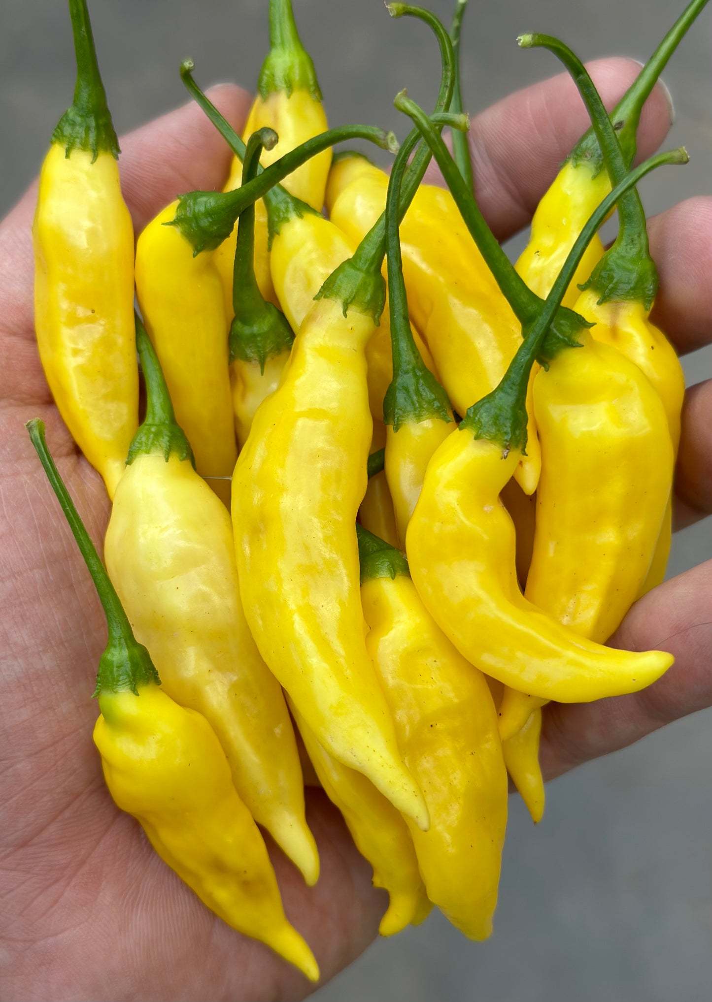 Aji Pineapple