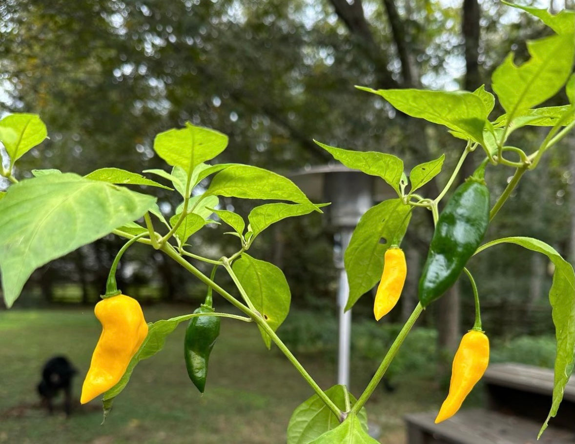 Lemon Ghostly Jalapeno