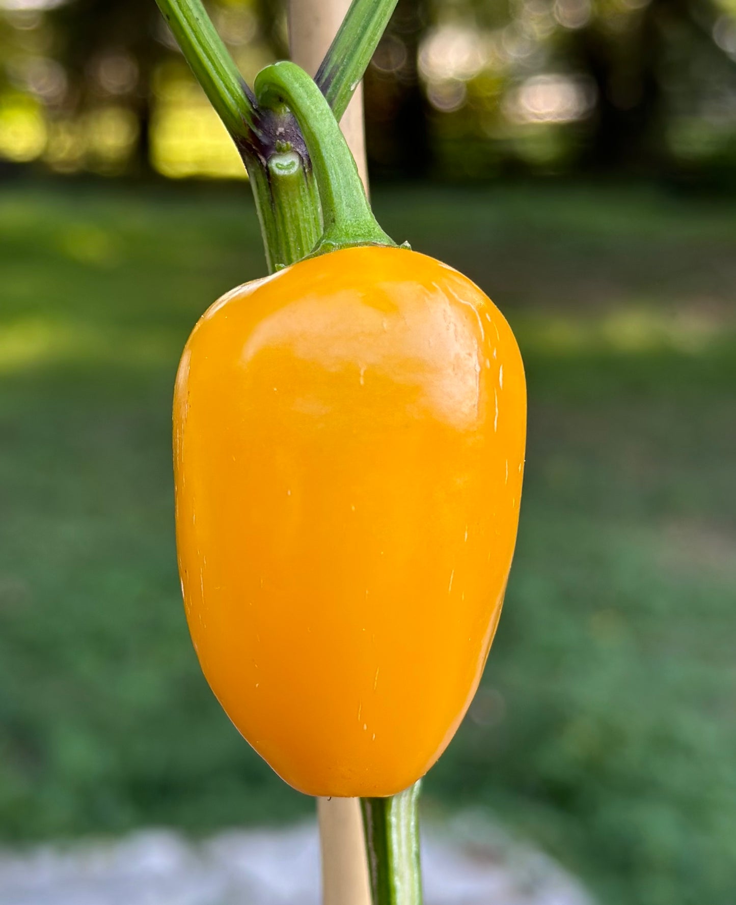 Pumpkin Spice Orange Jalapeño