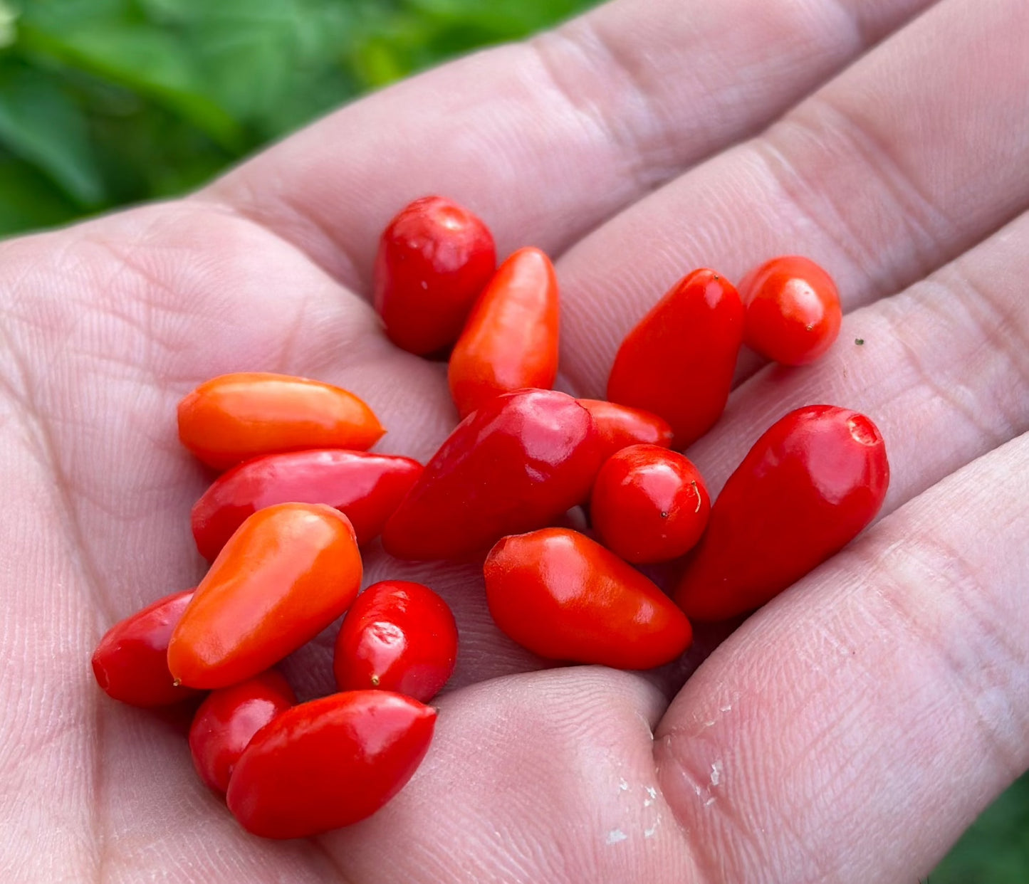 Wild Baccatum