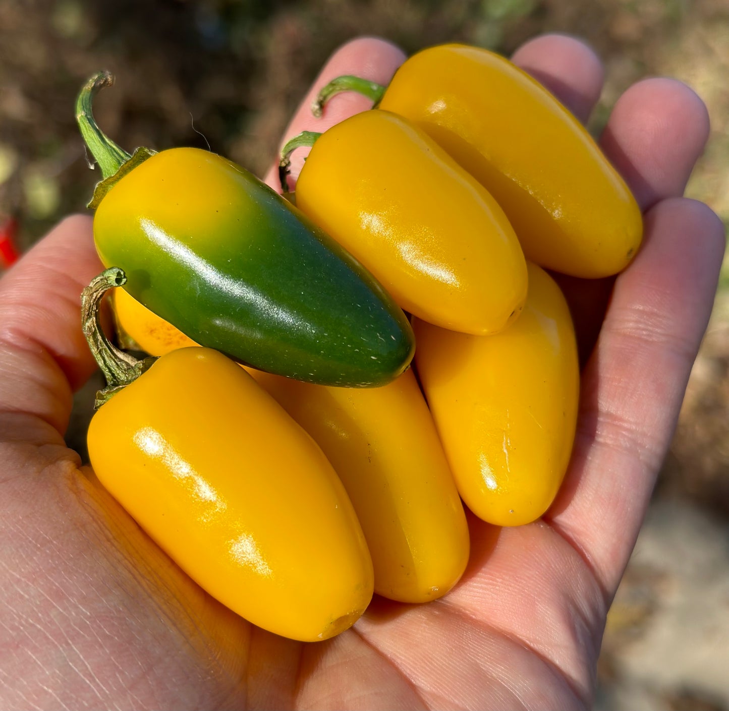 NuMex Lemon Spice Jalapeño
