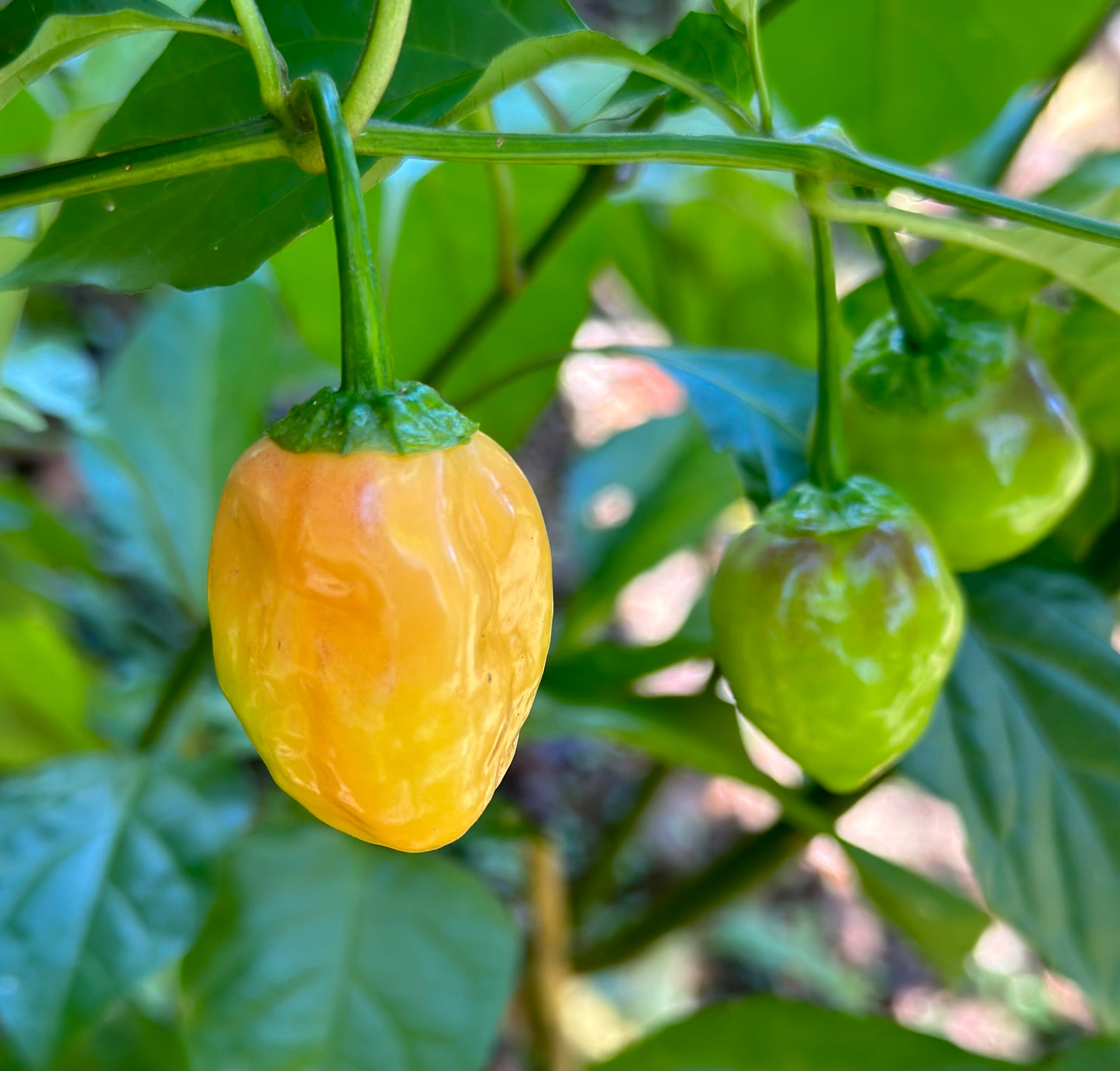 Cotton Candy Habanero