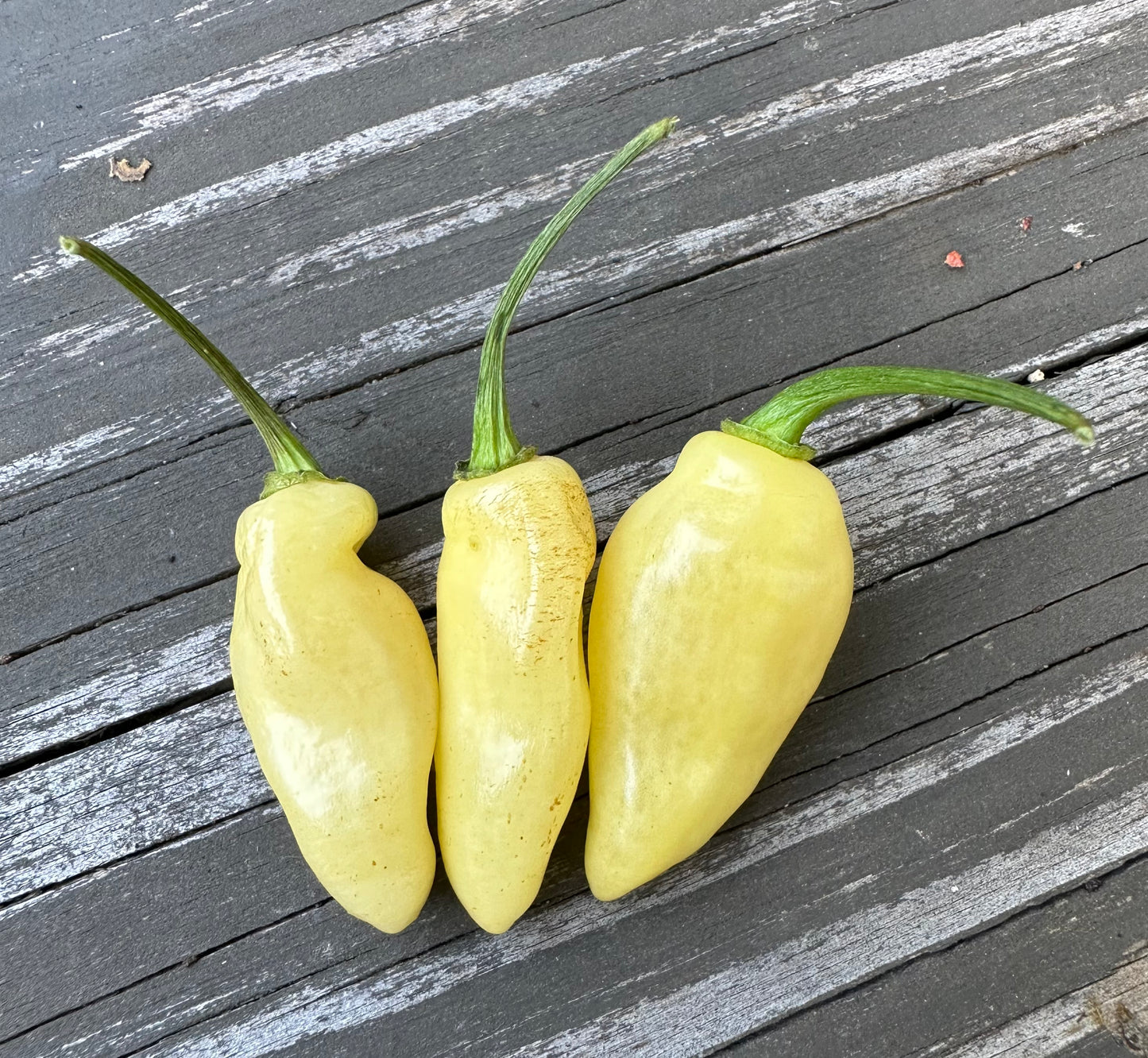 Peruvian White Lightning Habanero