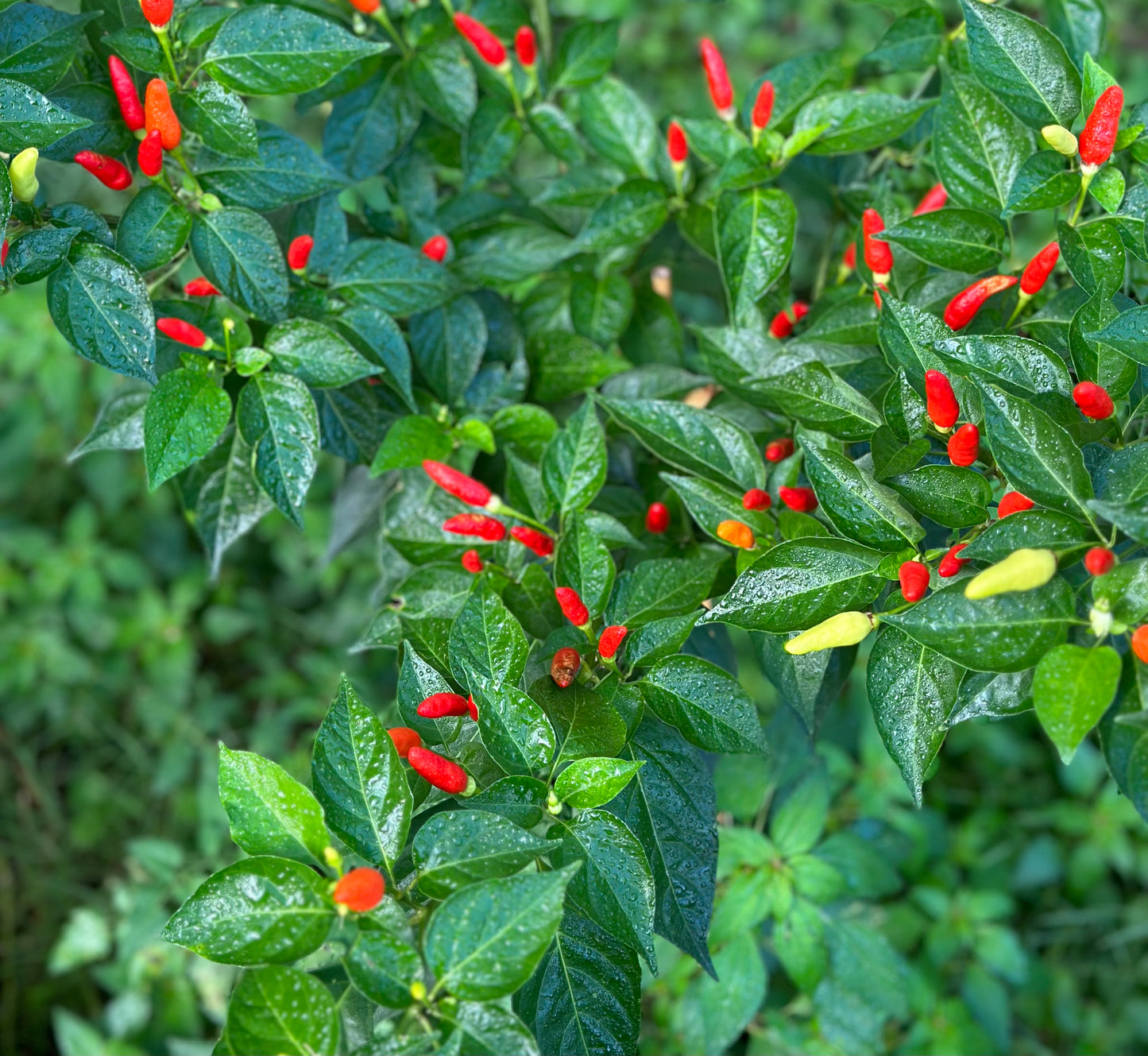 Tabasco