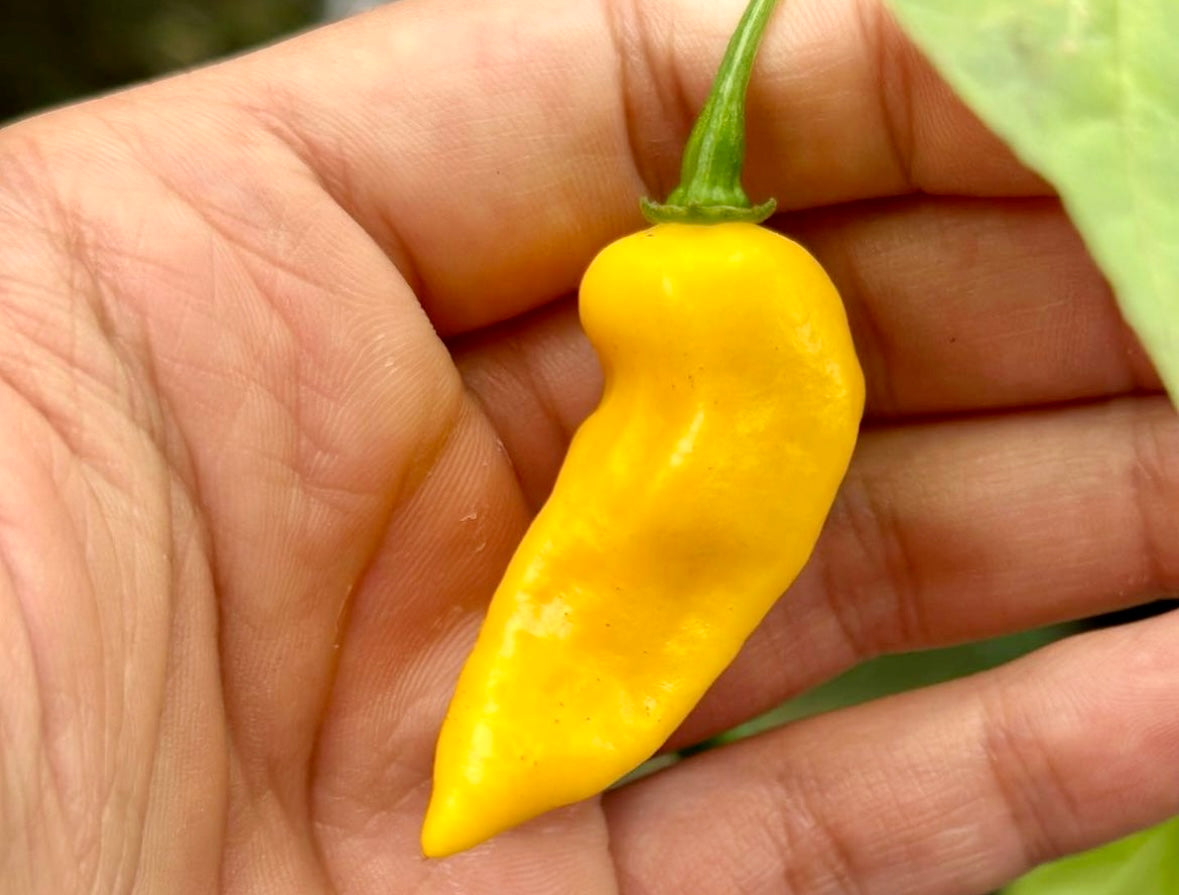 Lemon Ghostly Jalapeno