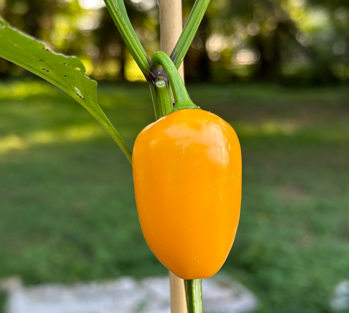 Pumpkin Spice Orange Jalapeño