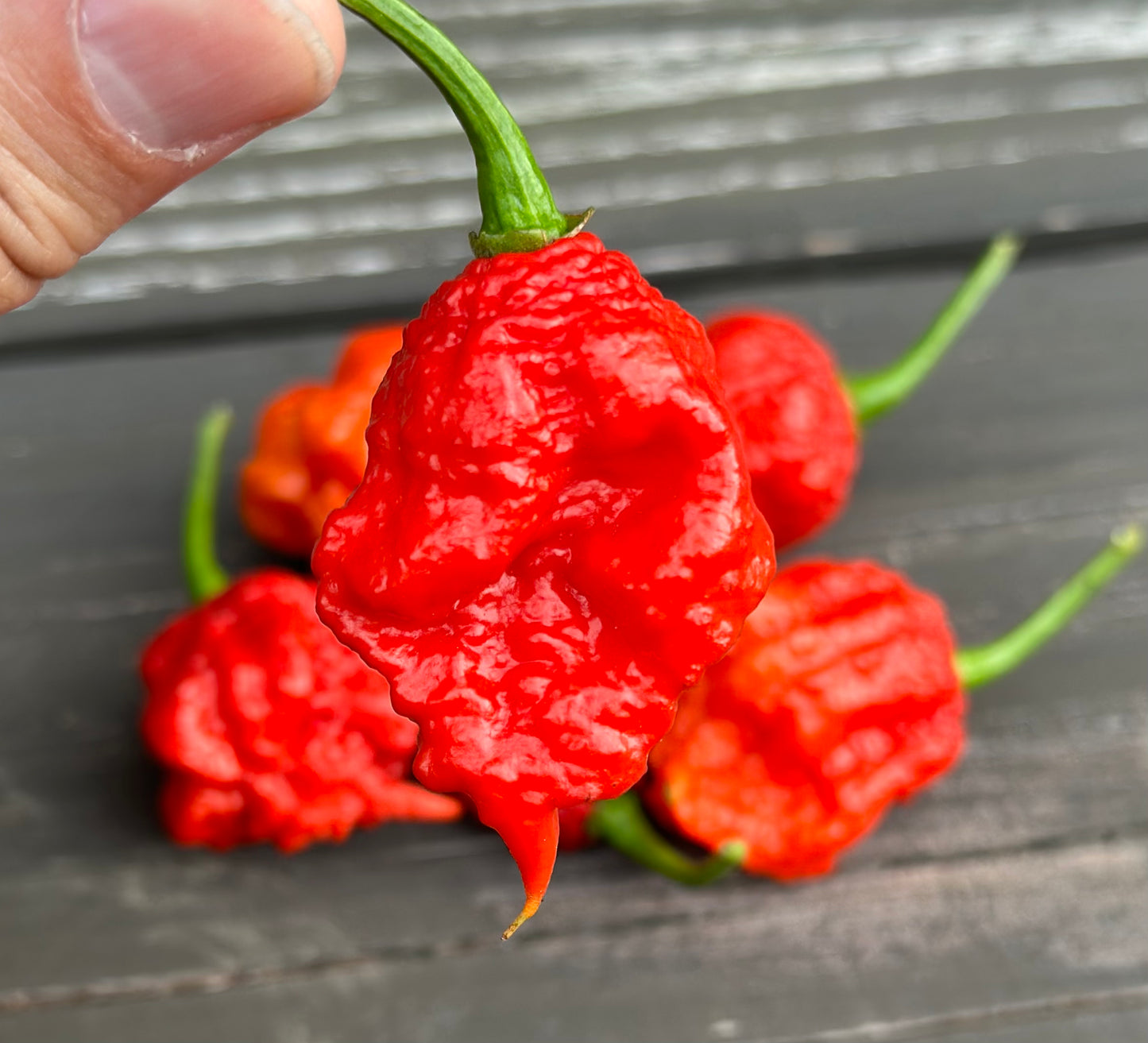 Carolina Reaper