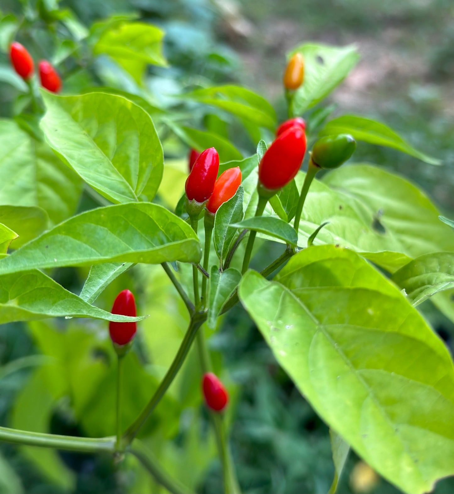 Wild Baccatum