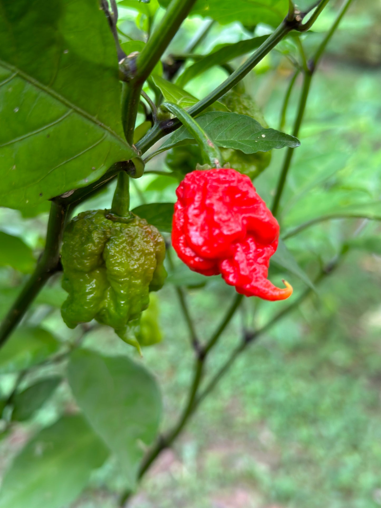Carolina Reaper