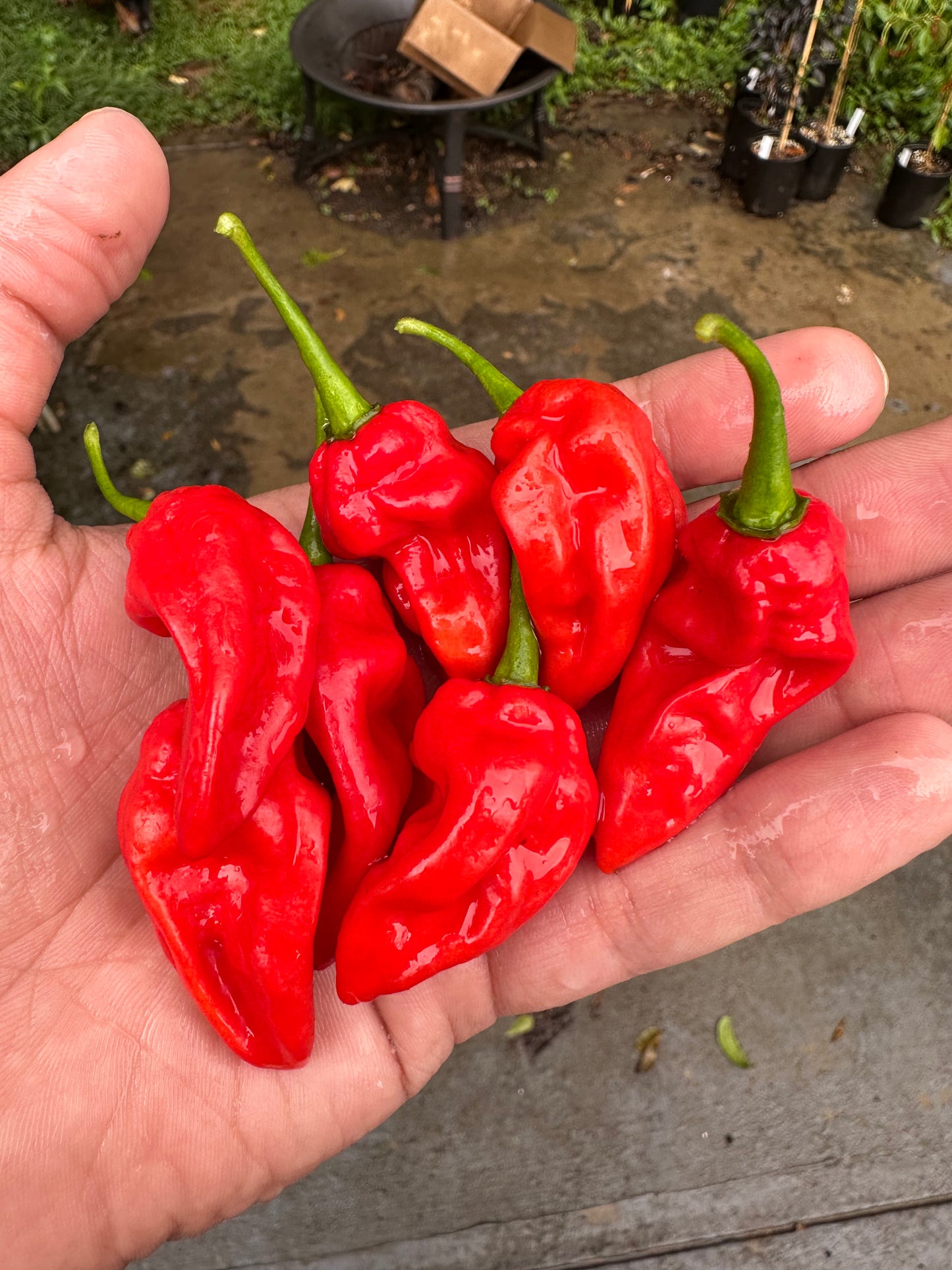 Carolina Reaper