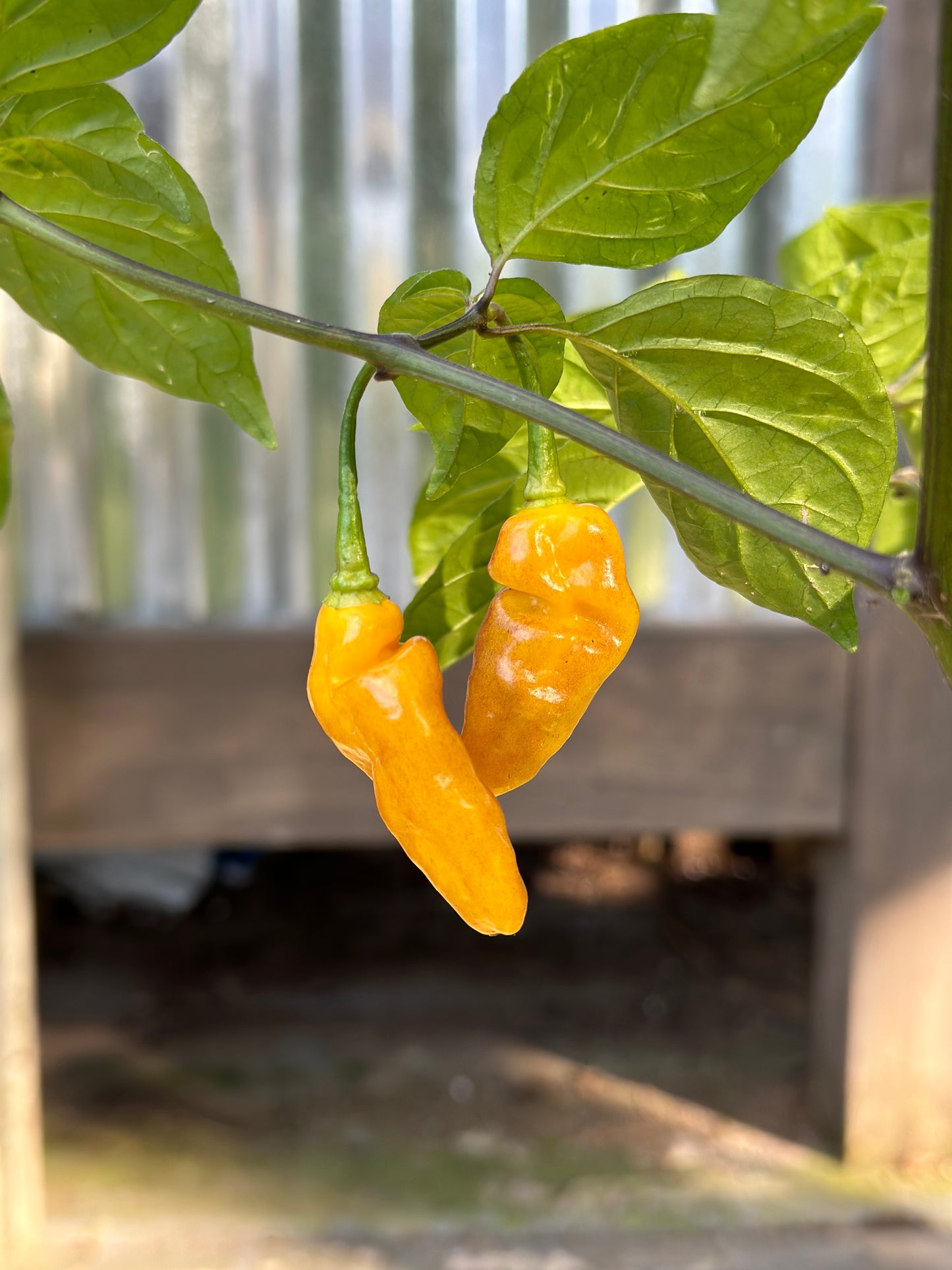 Aribibi Orange