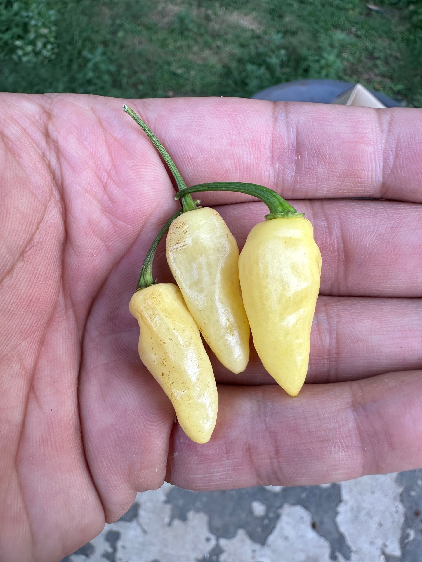 Peruvian White Lightning Habanero