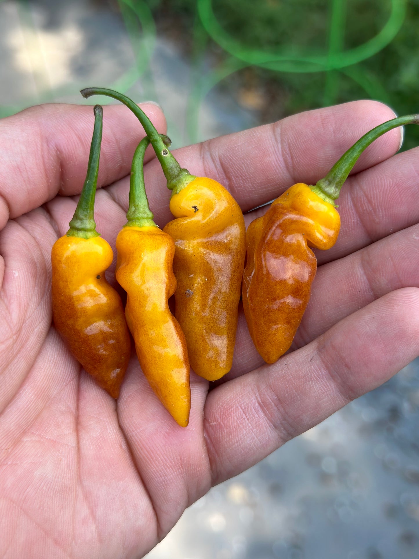 Aribibi Orange
