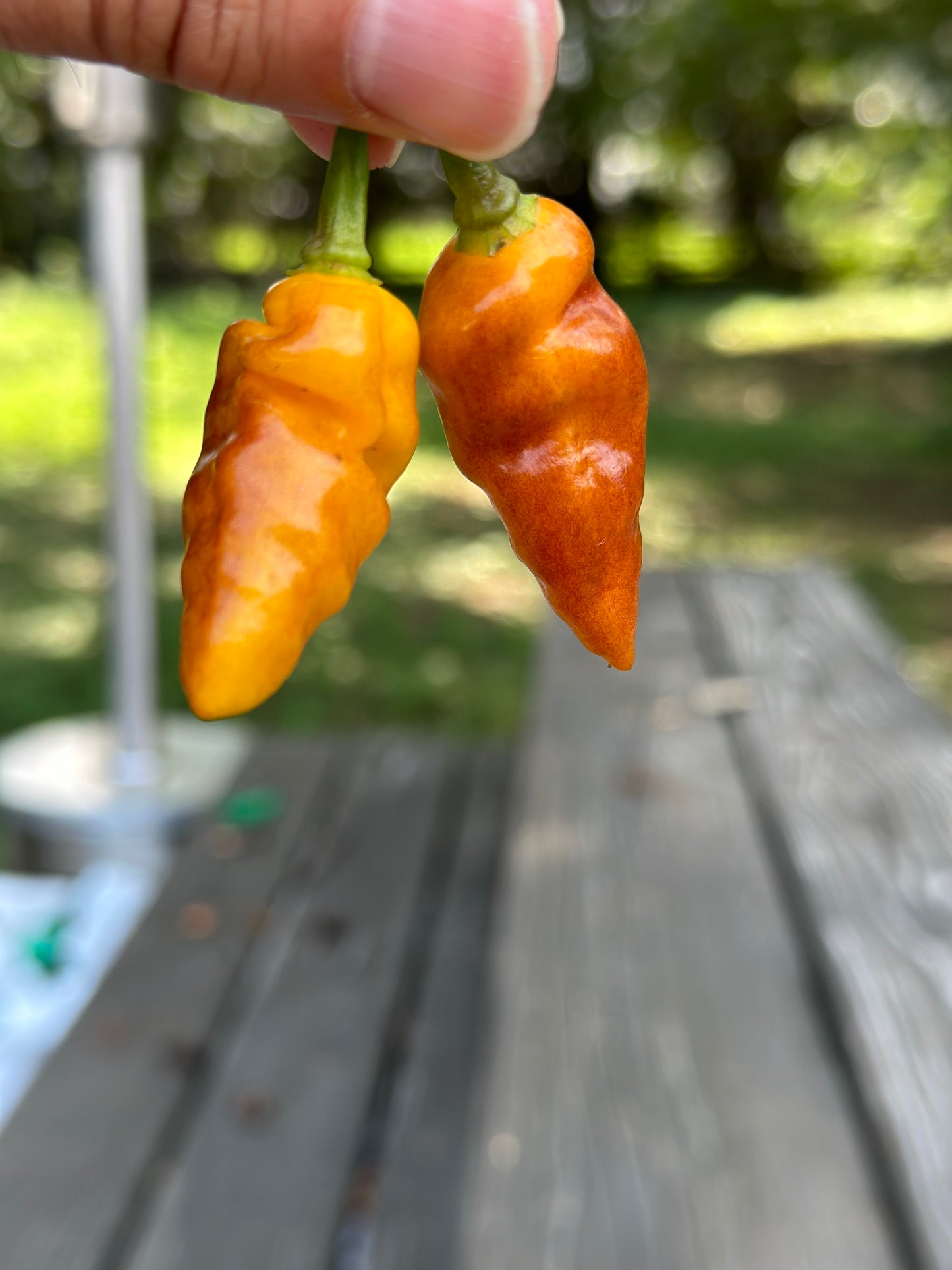 Aribibi Orange
