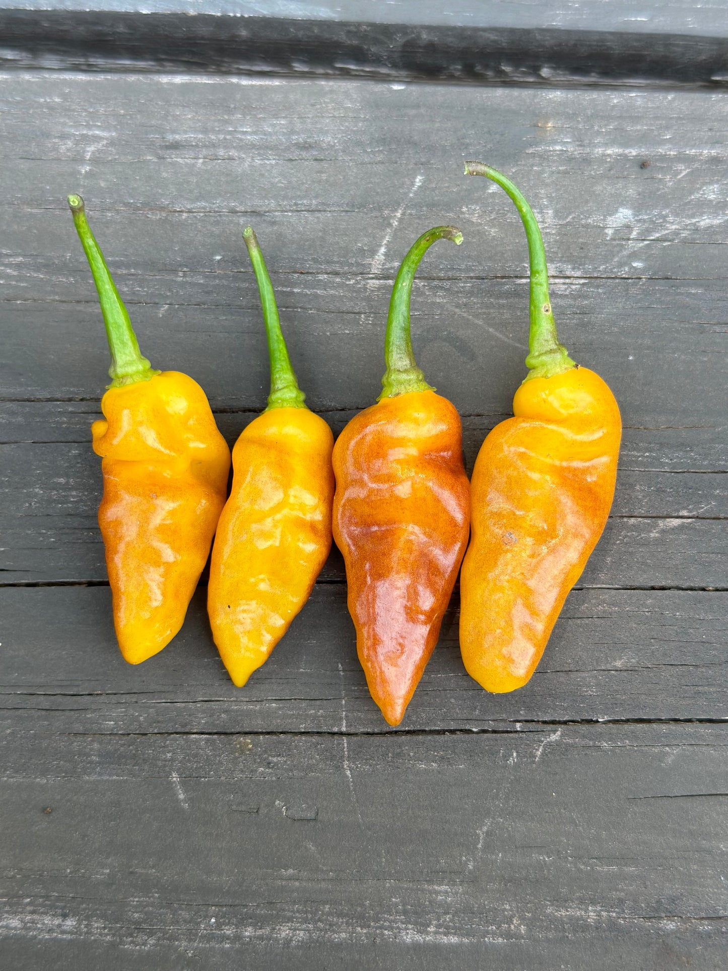 Aribibi Orange