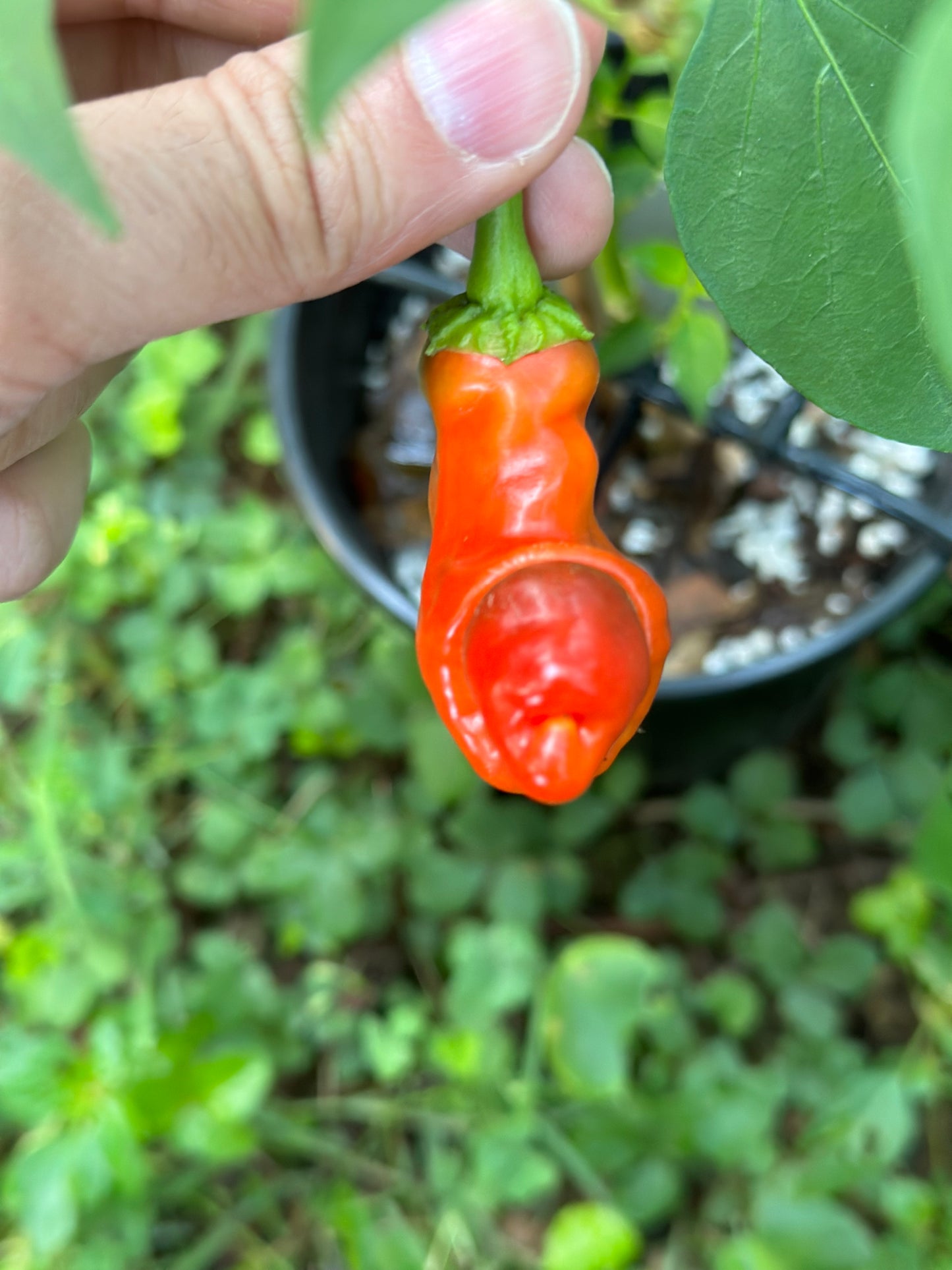 Red Peter
