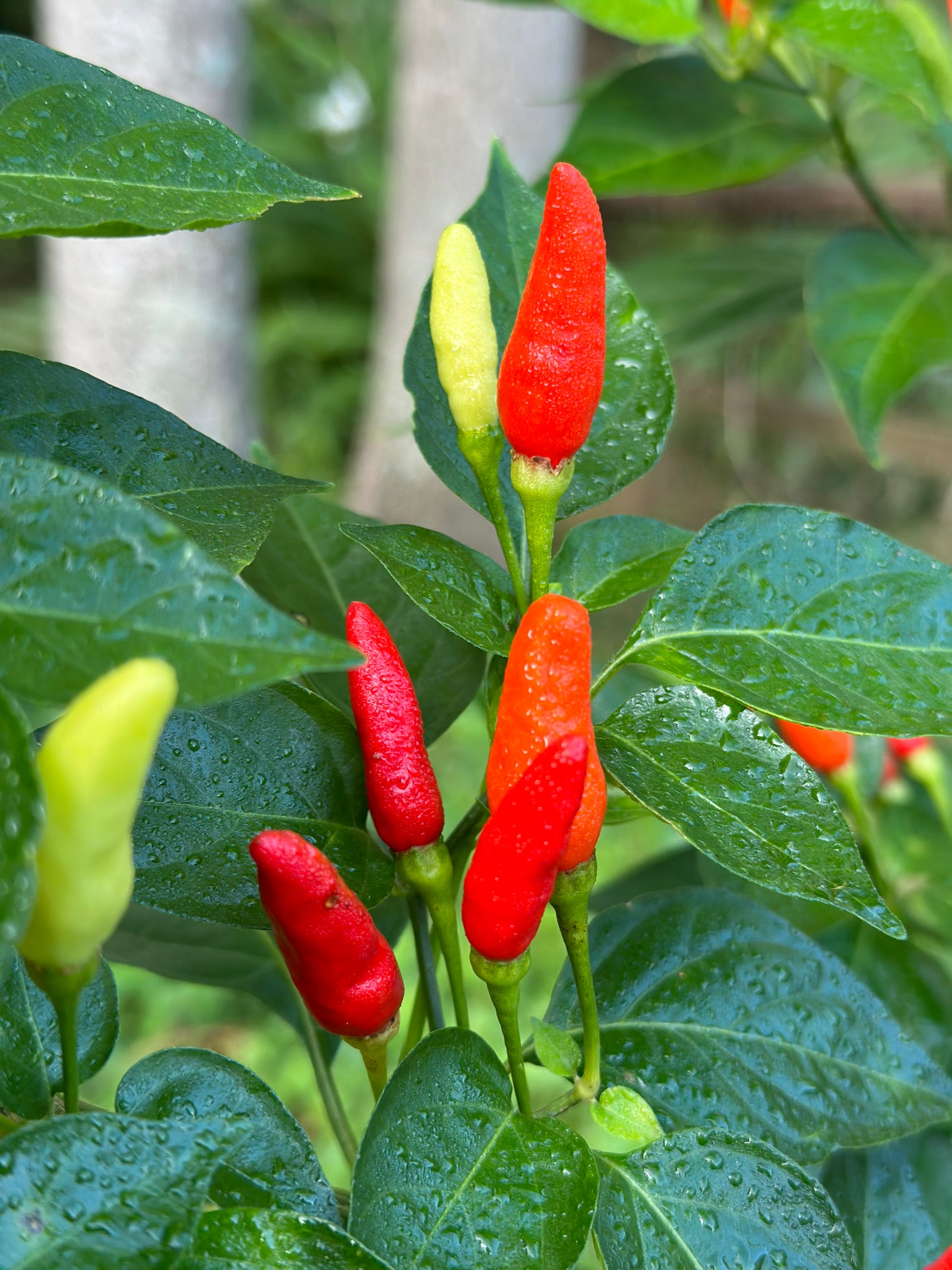 Tabasco