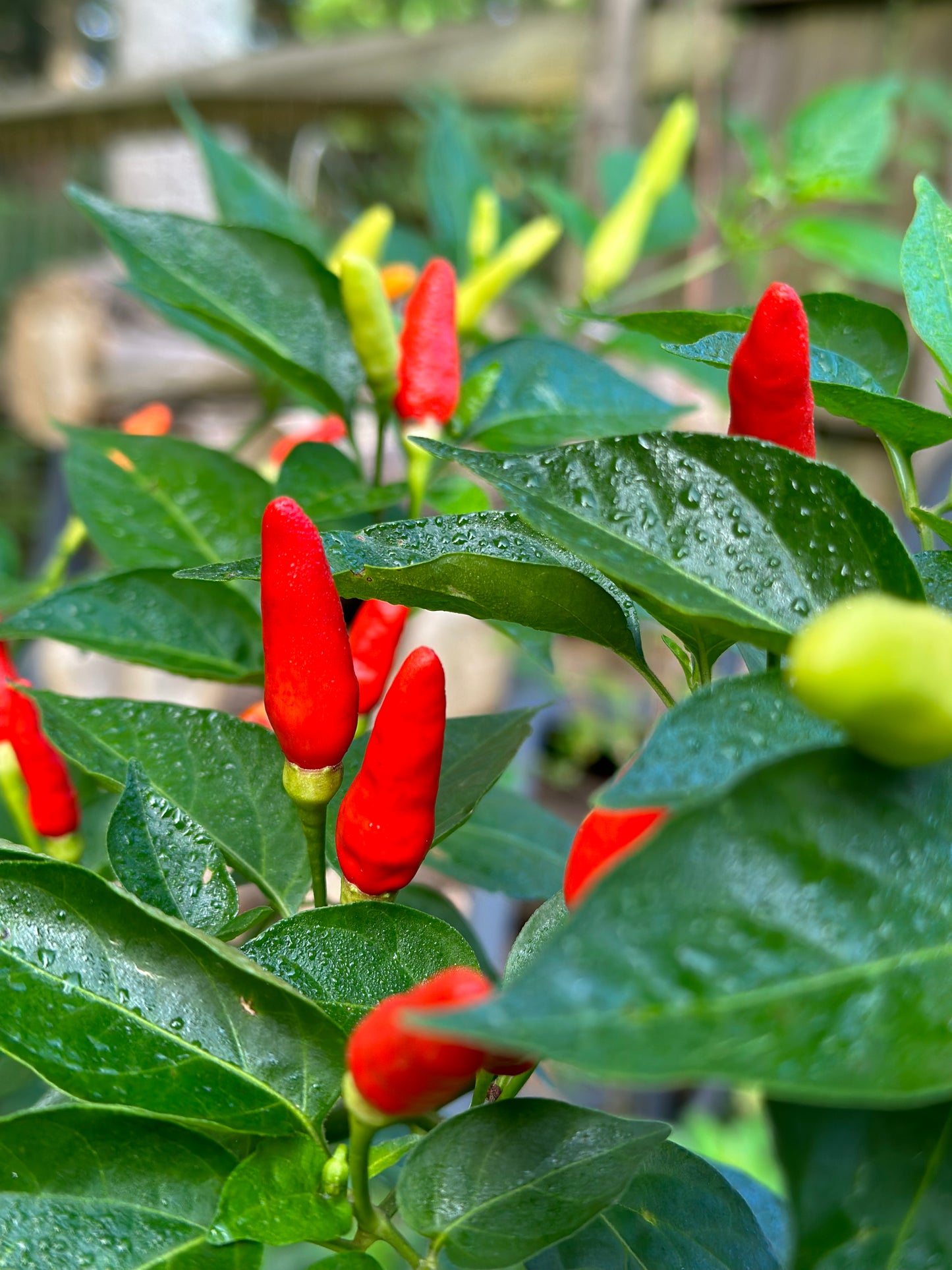 Tabasco