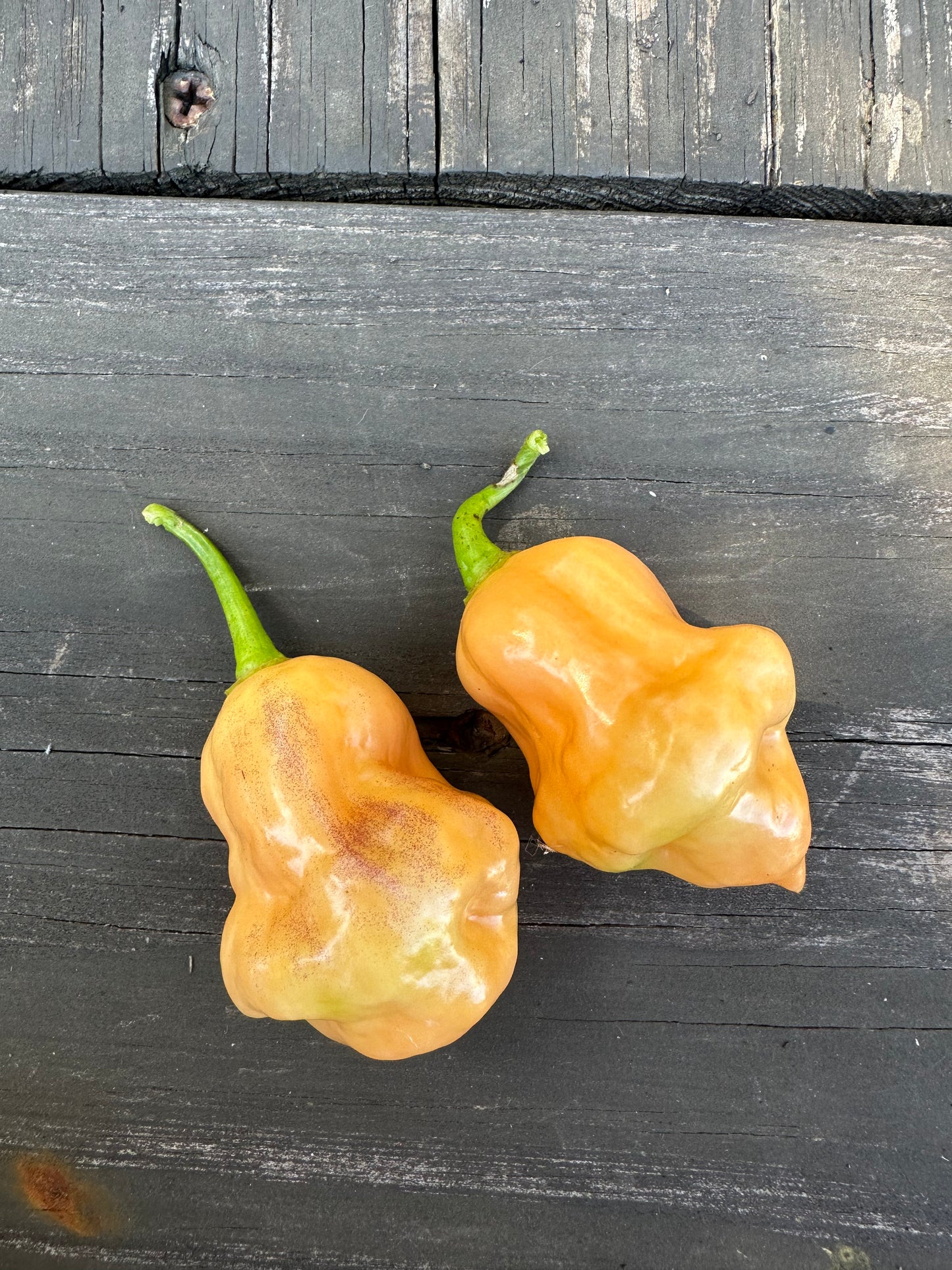 Cotton Candy Scotch Bonnet