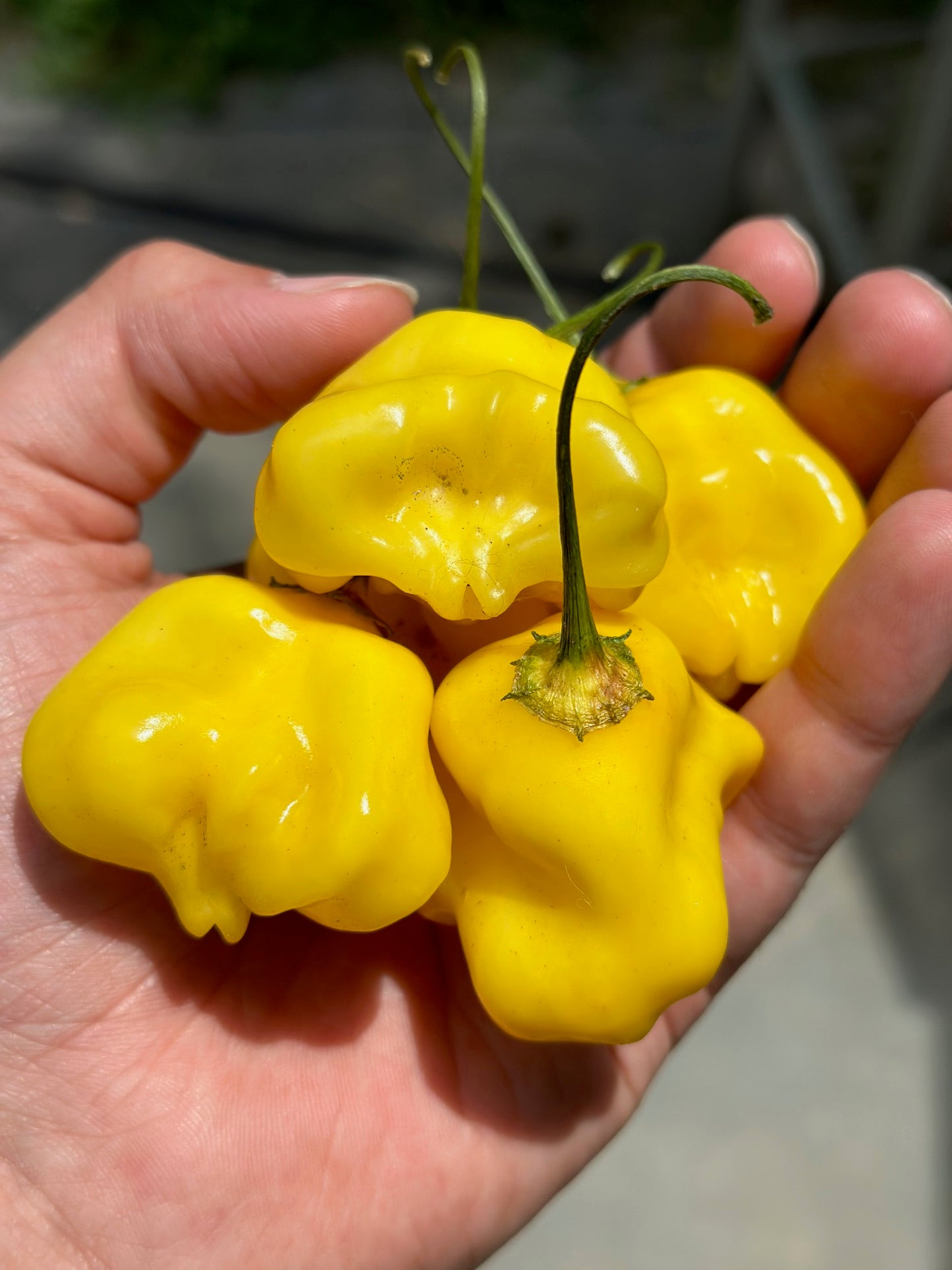 Aji Fantasy