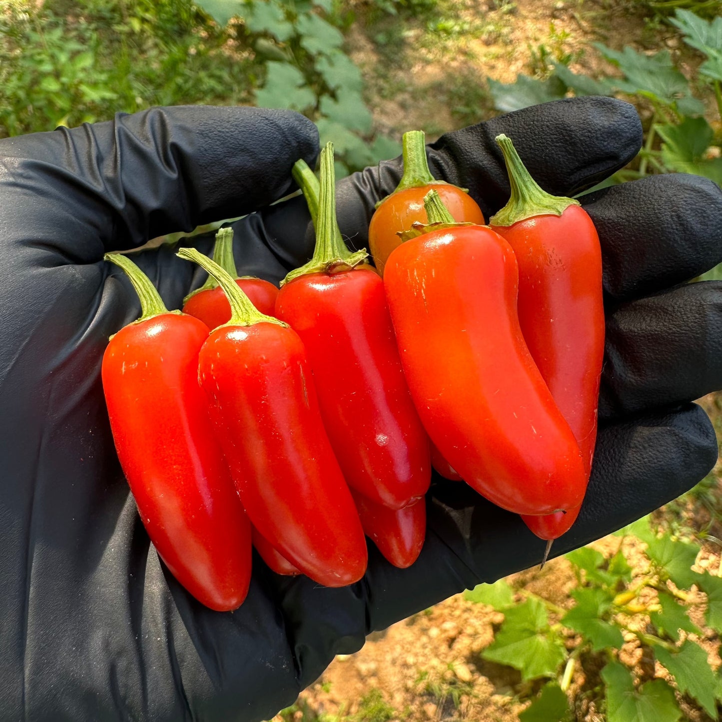 White Jalapeño