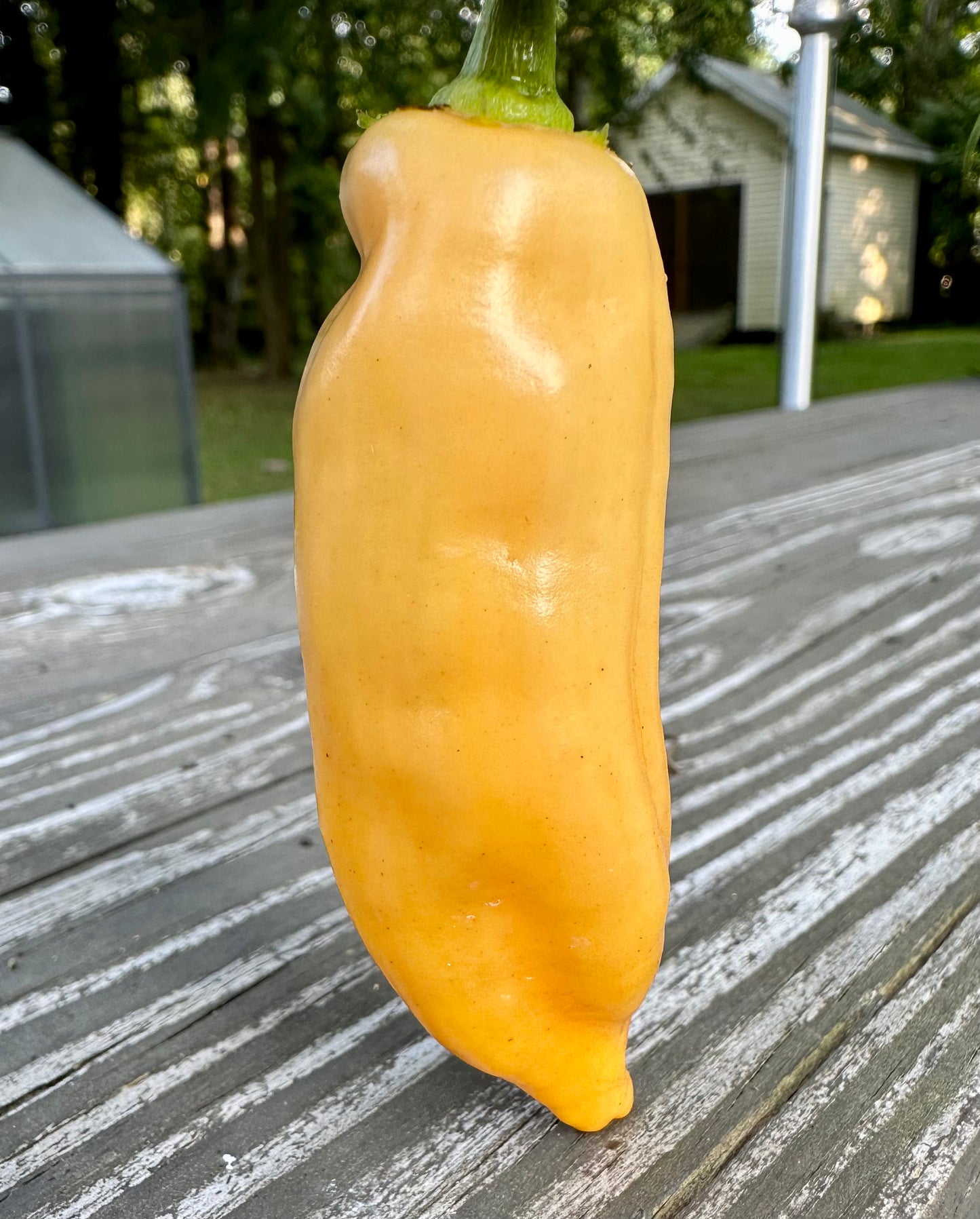 Sugar Rush Peach