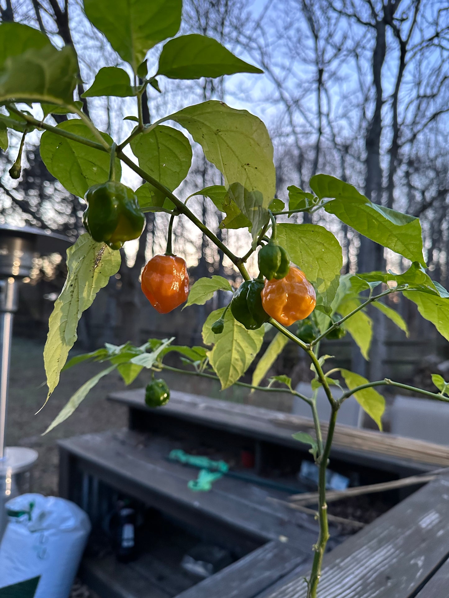 7 Pot Bubblegum X Peach Ghost Jami