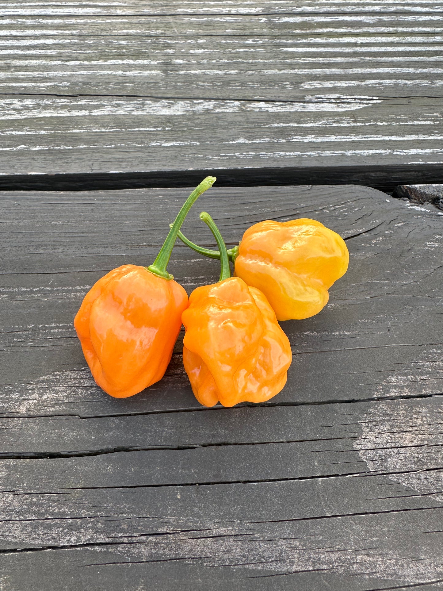 7 Pot Bubblegum X Peach Ghost Jami