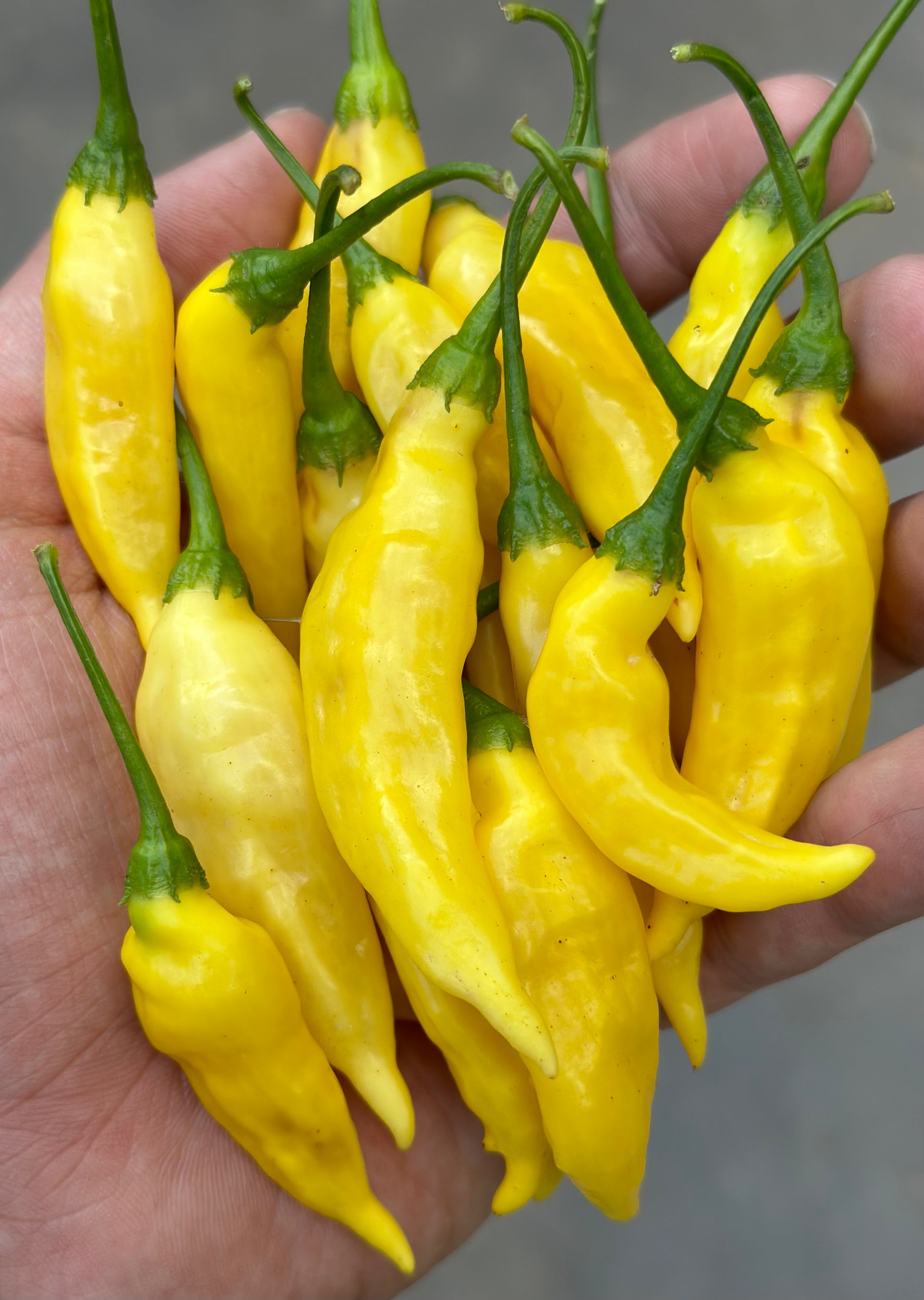 aji pineapple plant Aji Pineapple – Seed2Singe