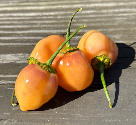 Cotton Candy Habanero